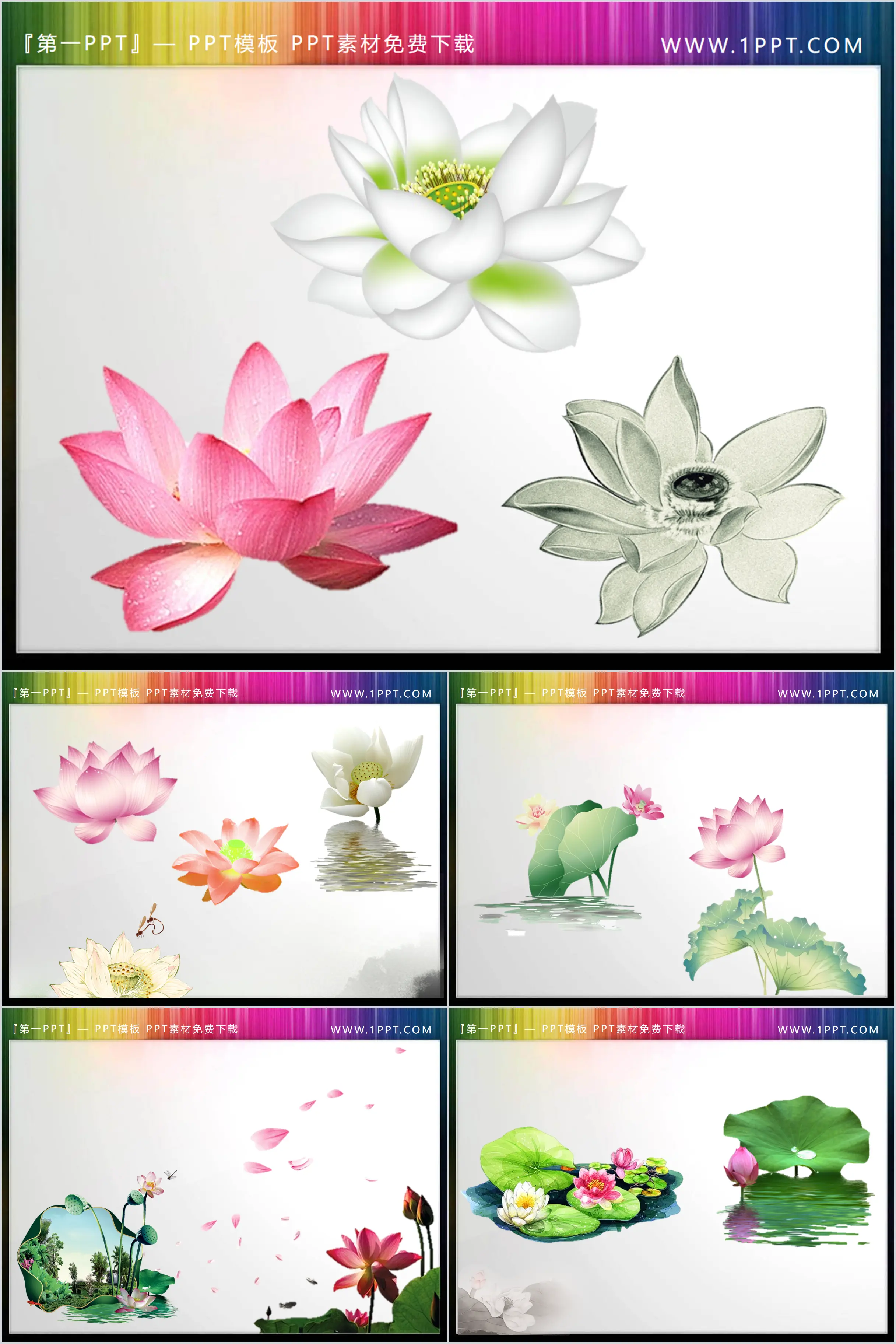 12 sets of transparent lotus leaf PPT material