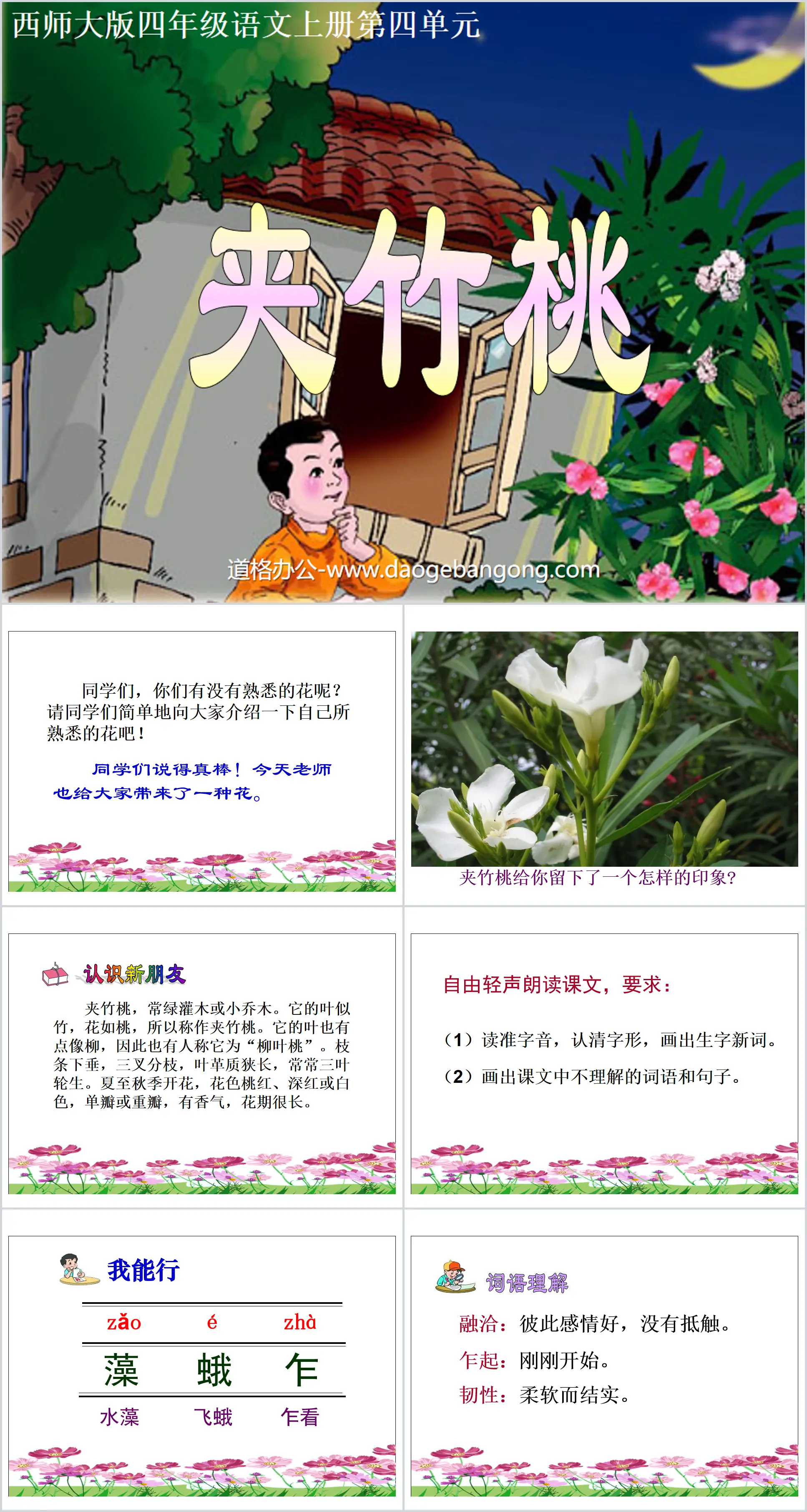 《夹竹桃》PPT课件
