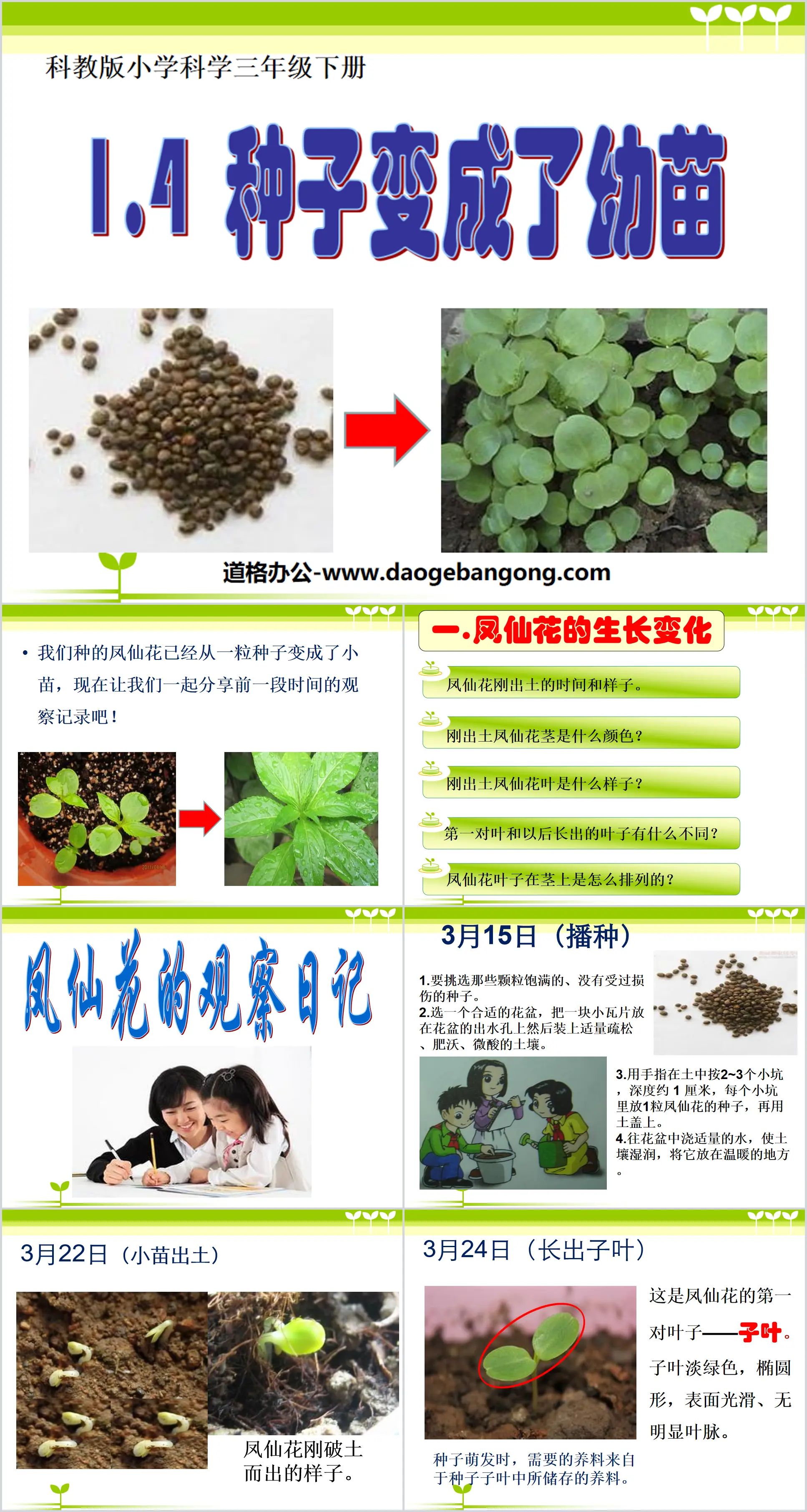 《种子变成了幼苗》植物的生长变化PPT课件2
