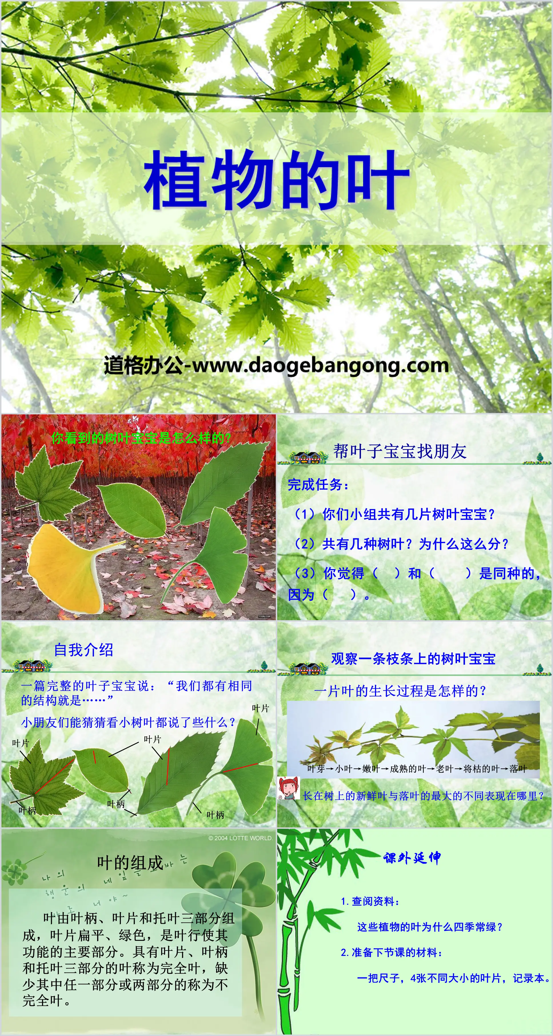 《 植物的葉 》PPT