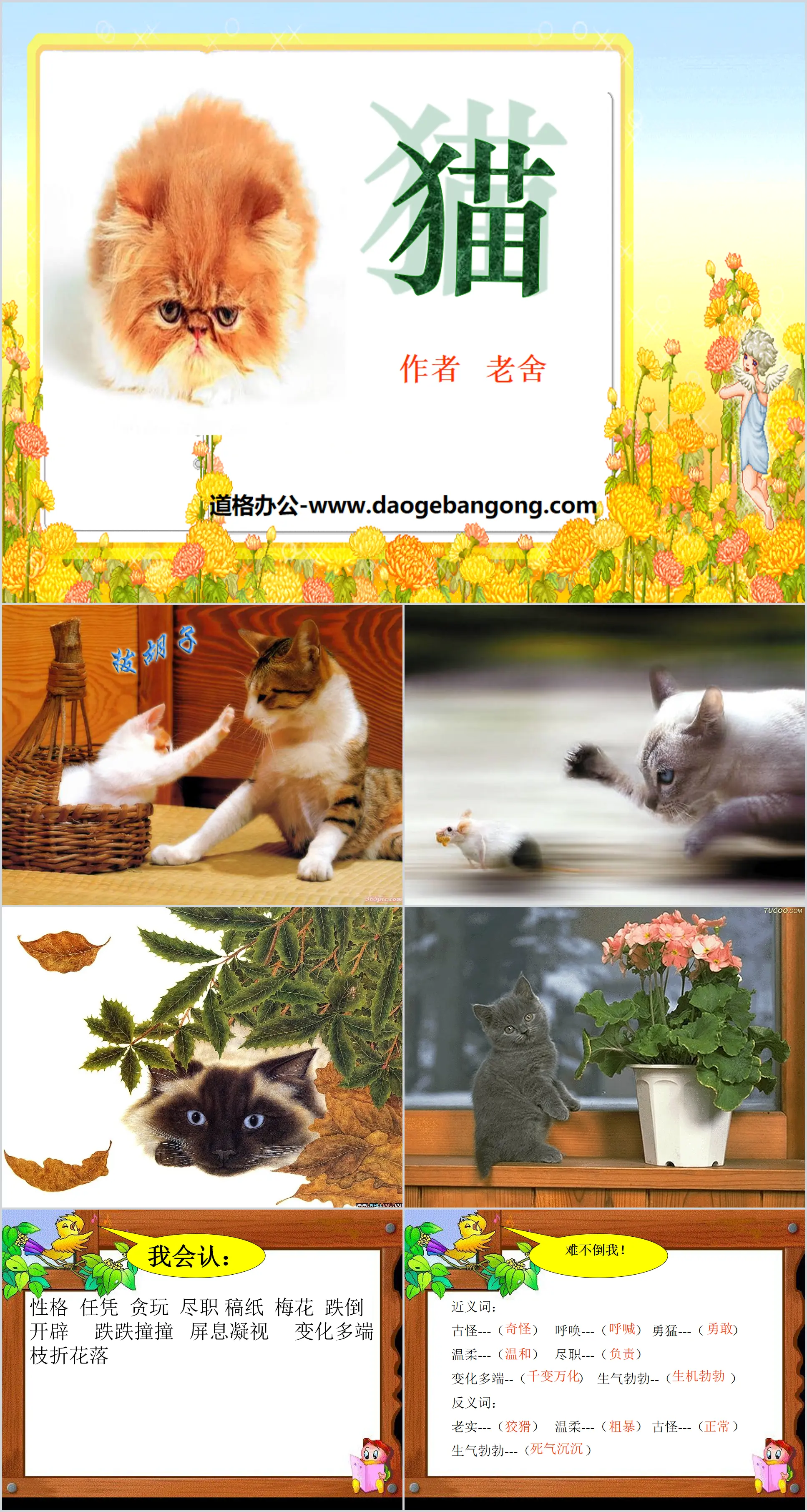 "Cat" PPT courseware 3