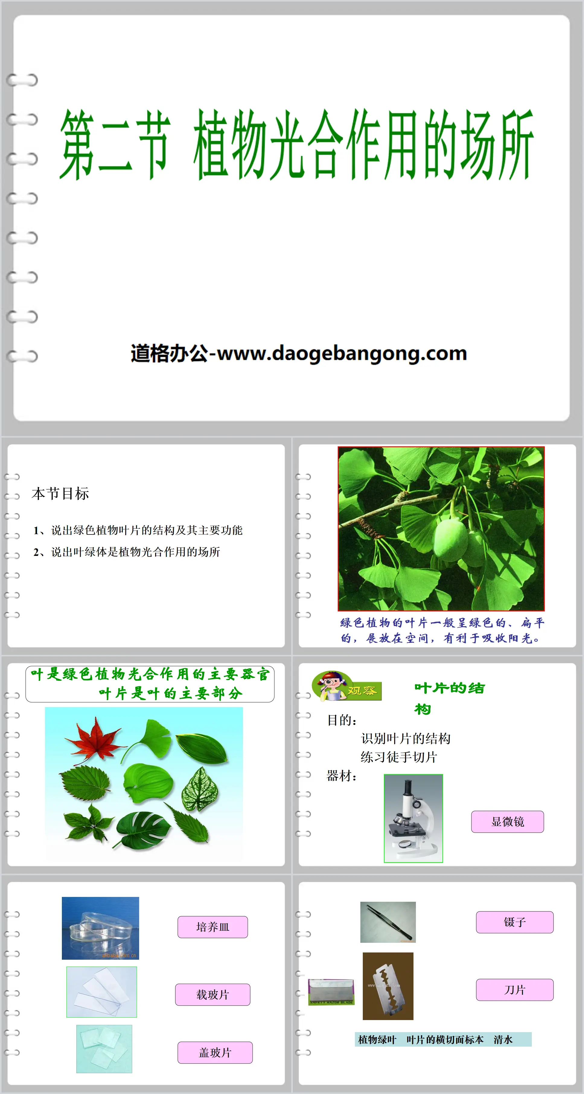 《植物光合作用的场所》PPT课件
