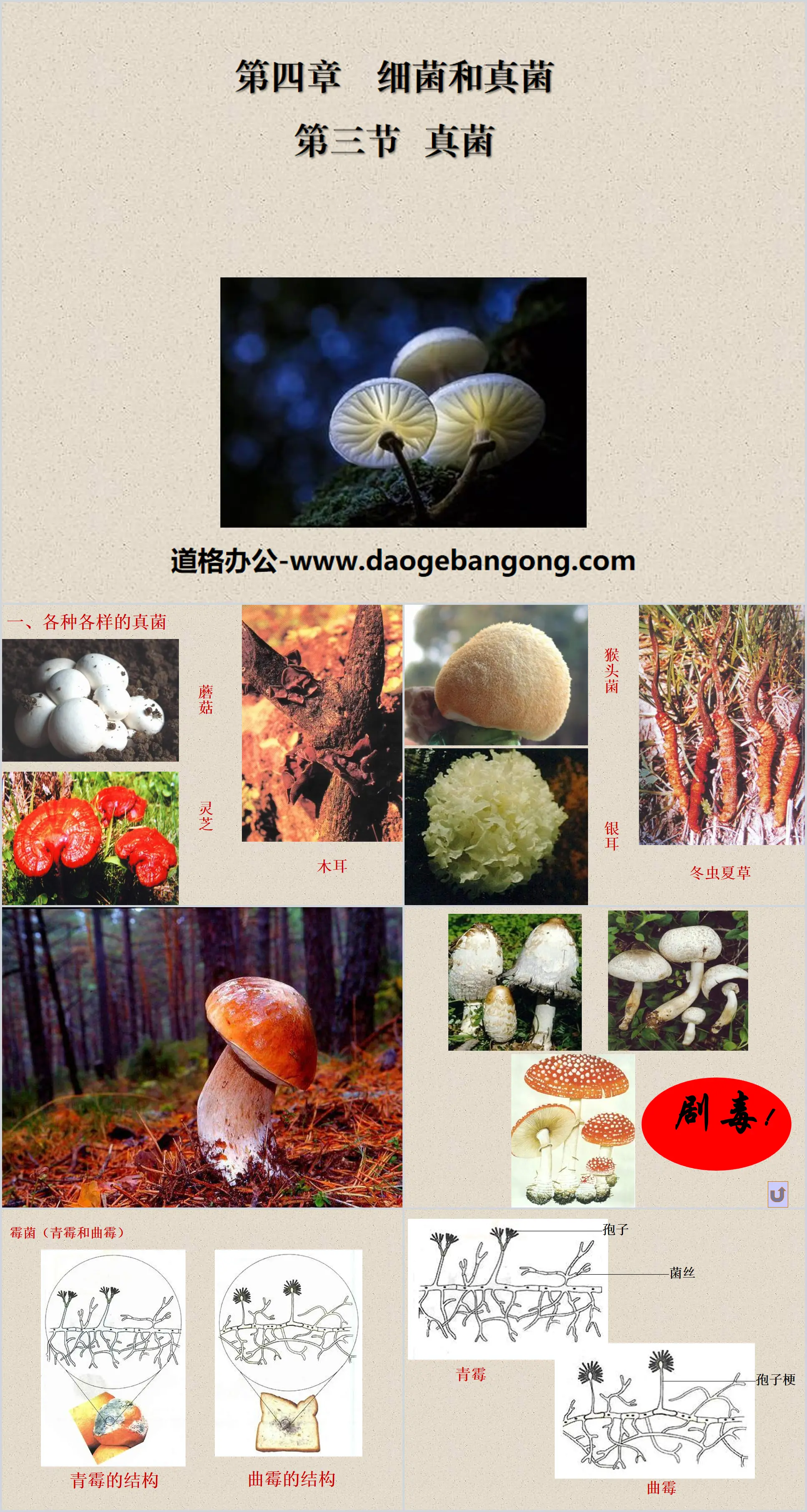 "Champignons" Bactéries et champignons Didacticiel PPT 5