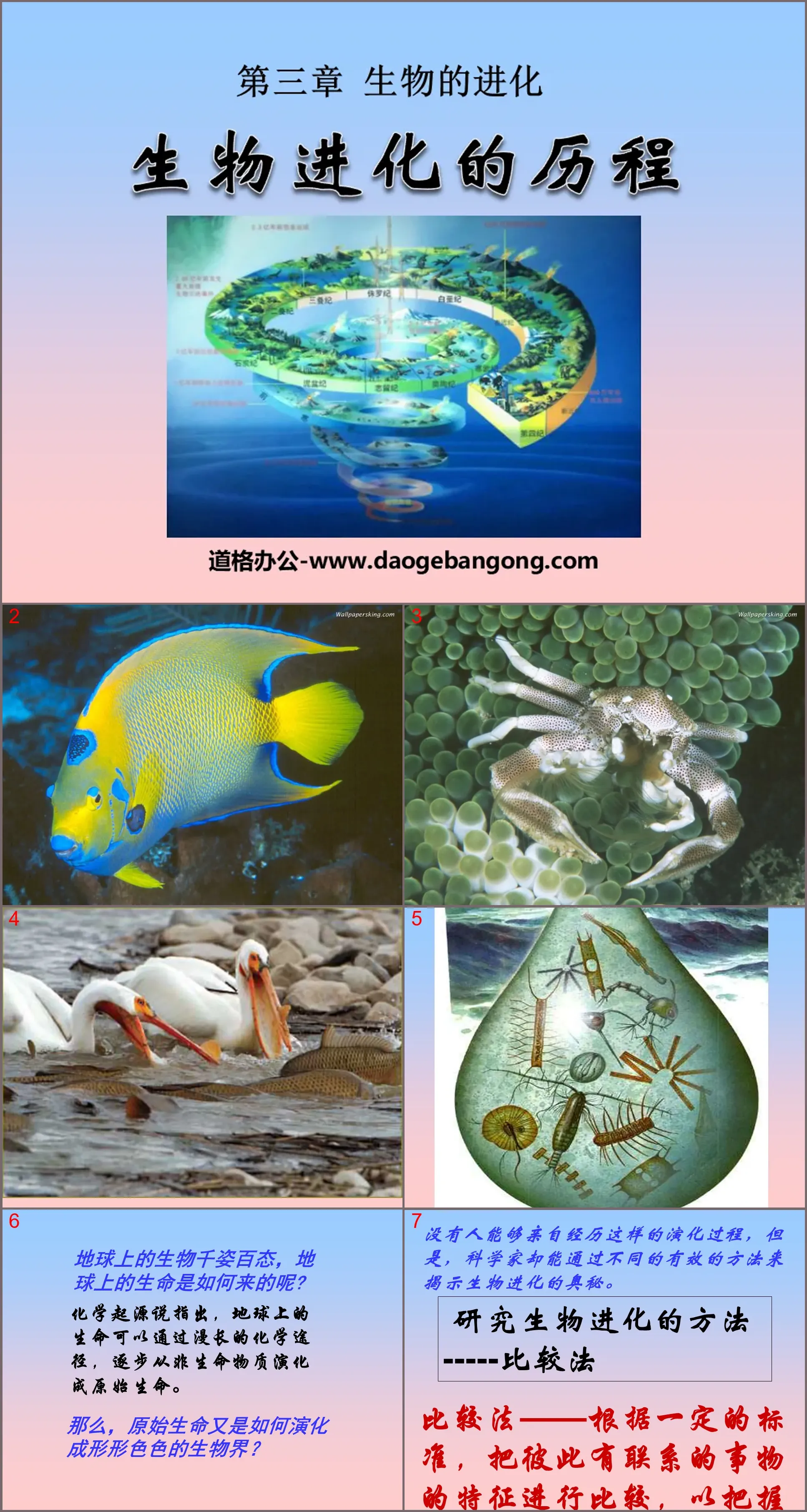 "The Process of Biological Evolution" Biological Evolution PPT Courseware 3