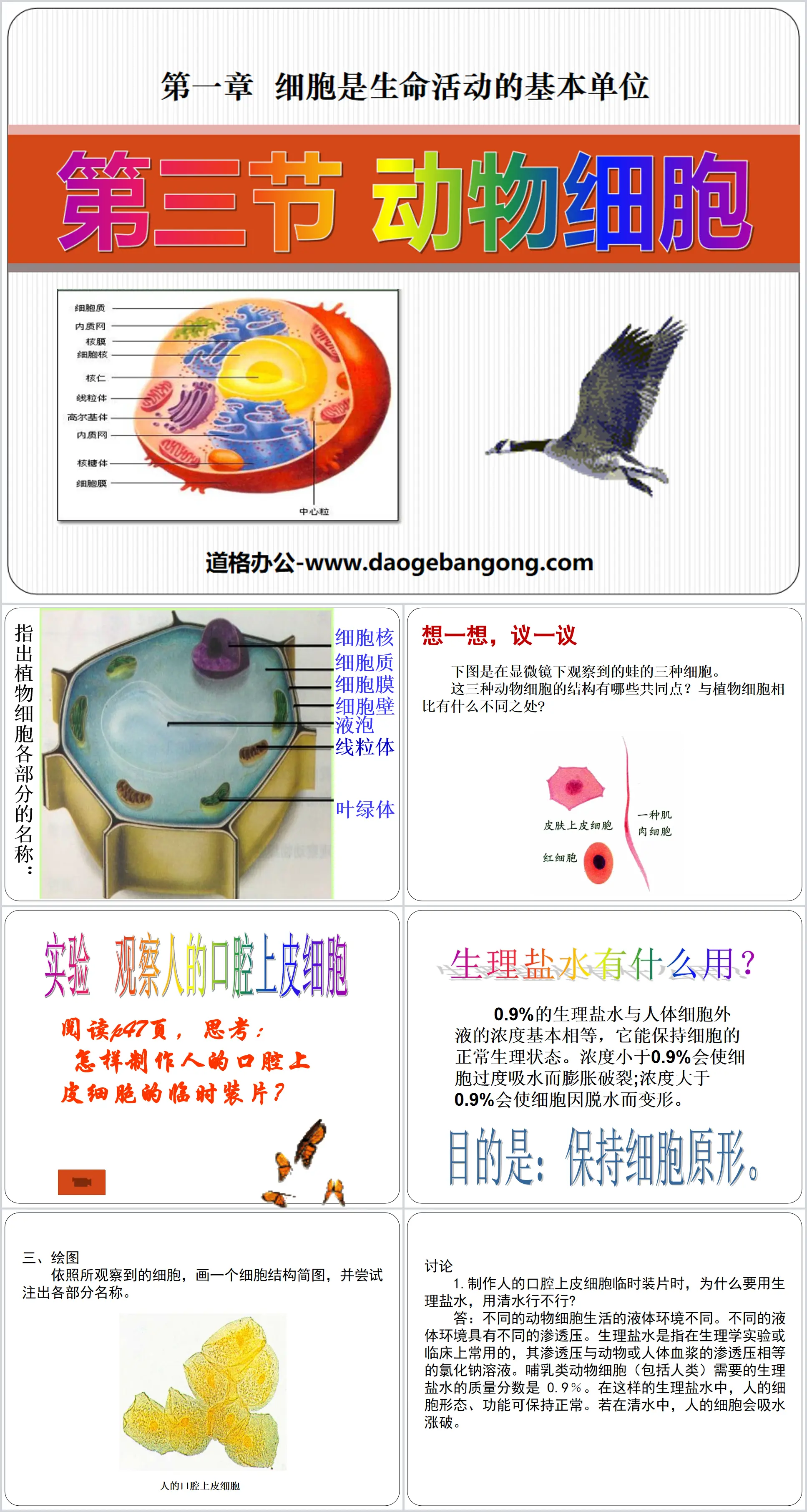 《动物细胞》细胞是生命活动的基本单位PPT课件5
