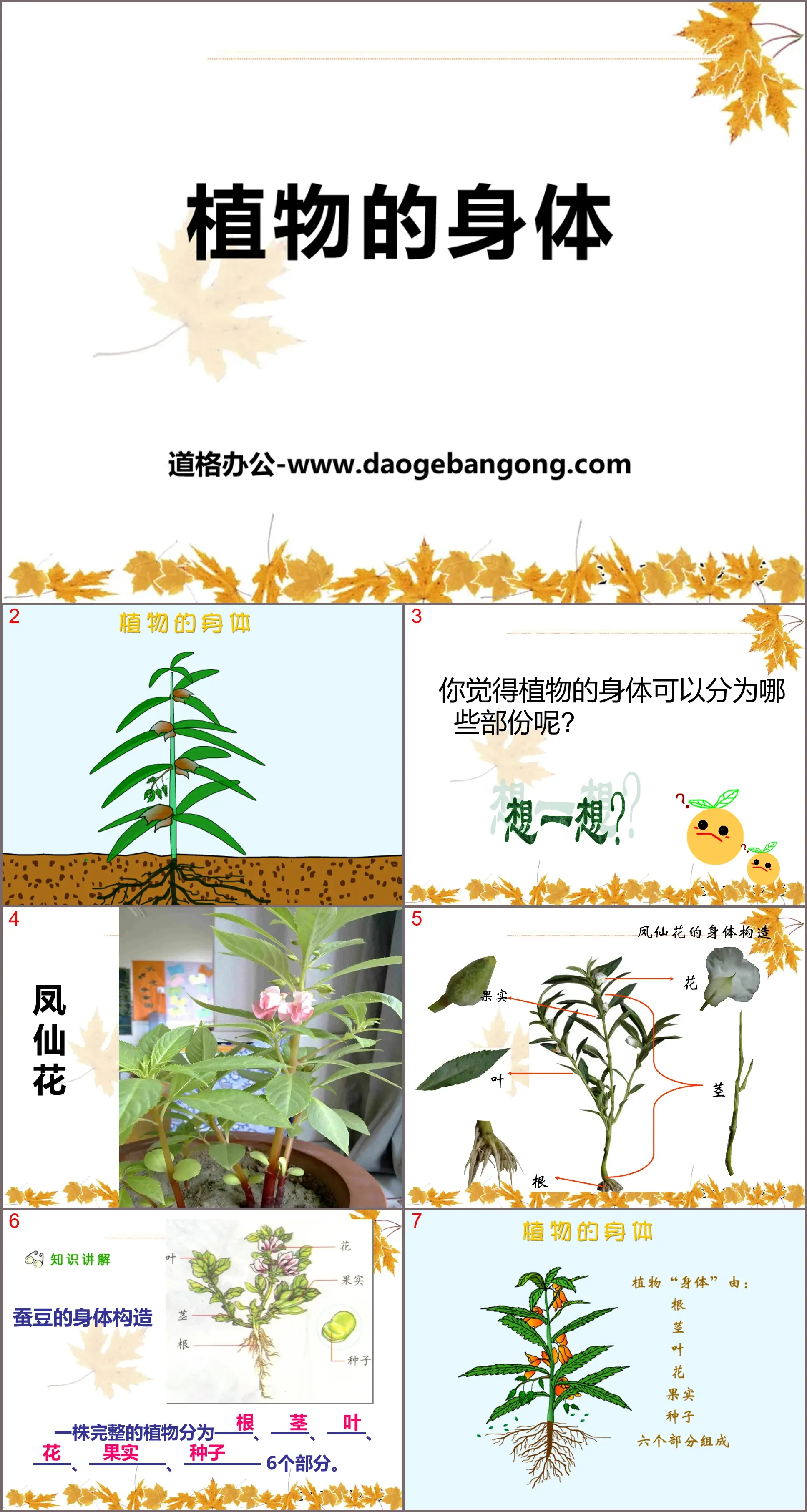 《植物的身體》植物的生長PPT課件2