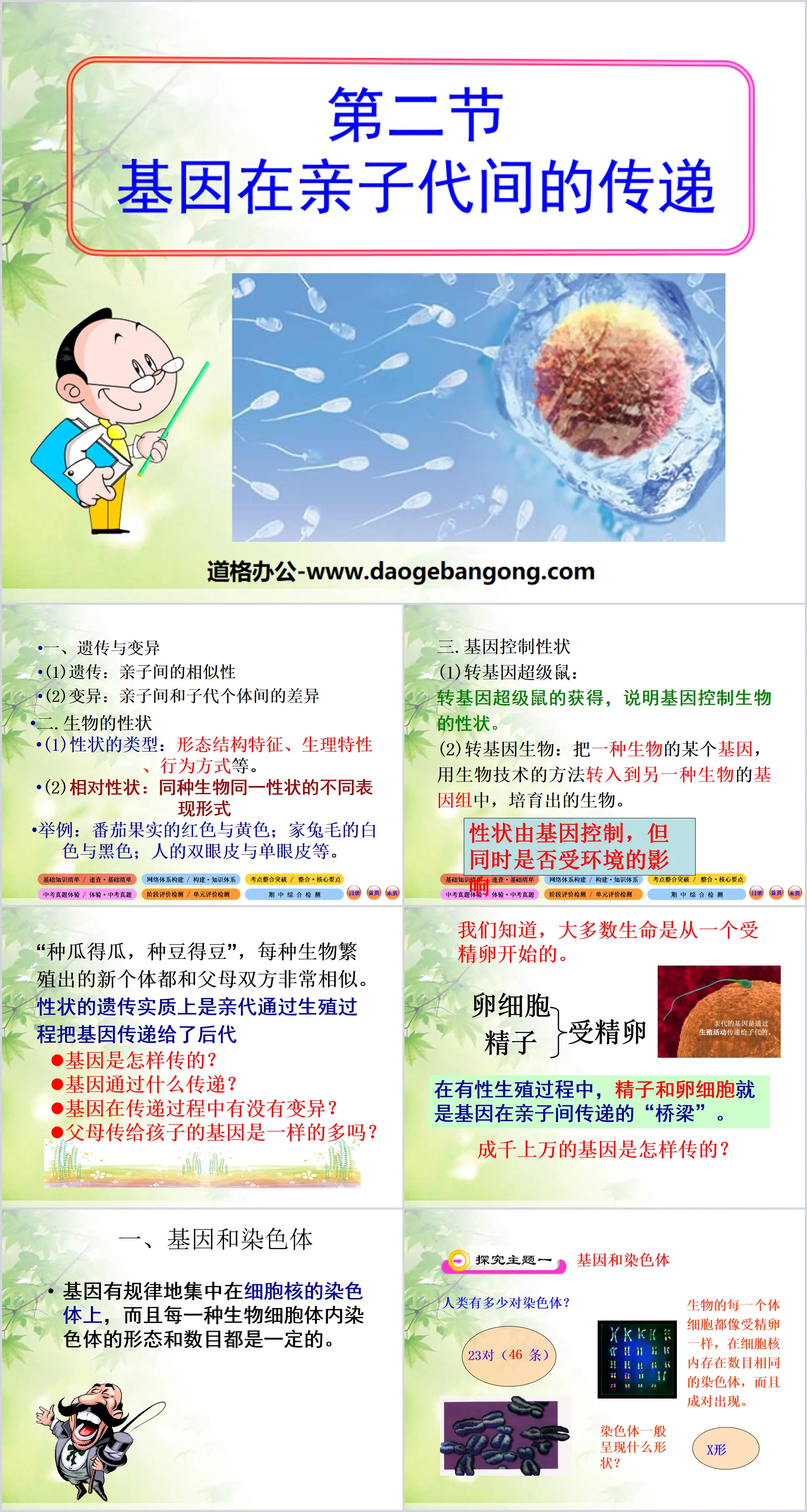 《基因在亲子代间的传递》生物的遗传和变异PPT课件3
