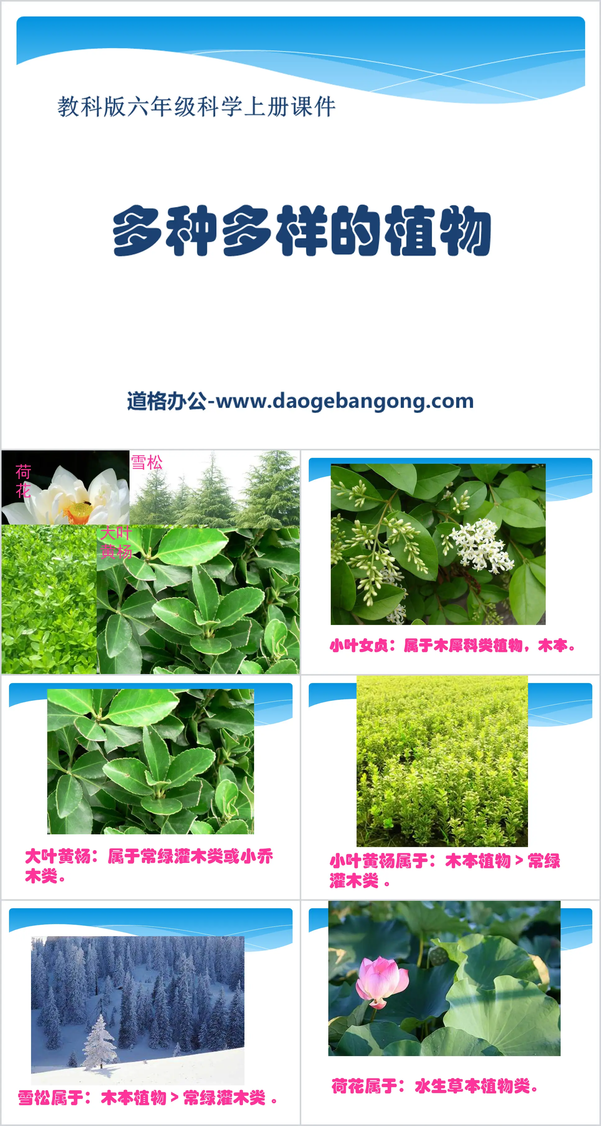 《多种多样的植物》生物的多样性PPT课件
