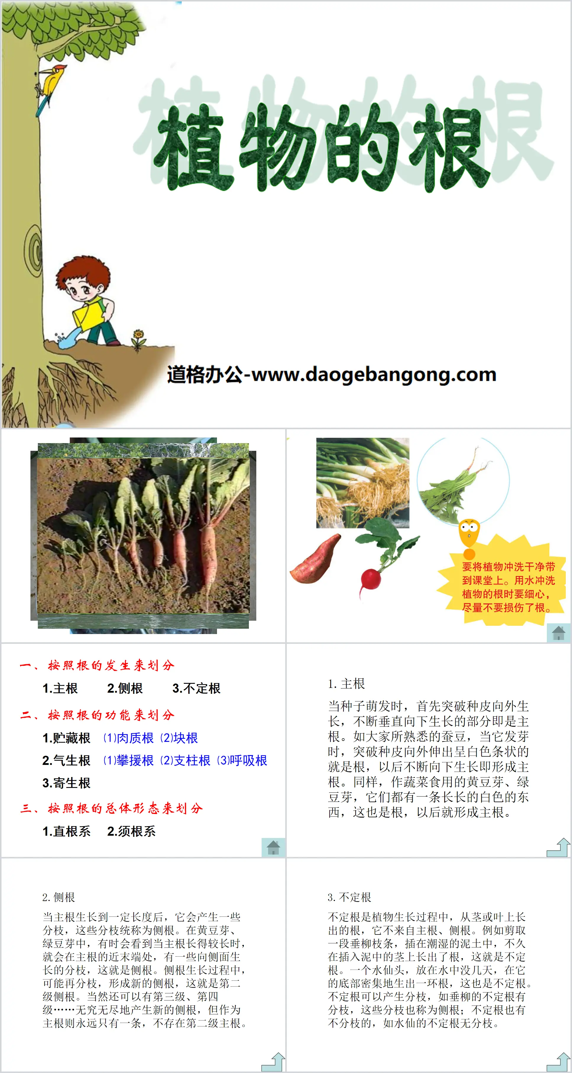 《 植物的根 》PPT