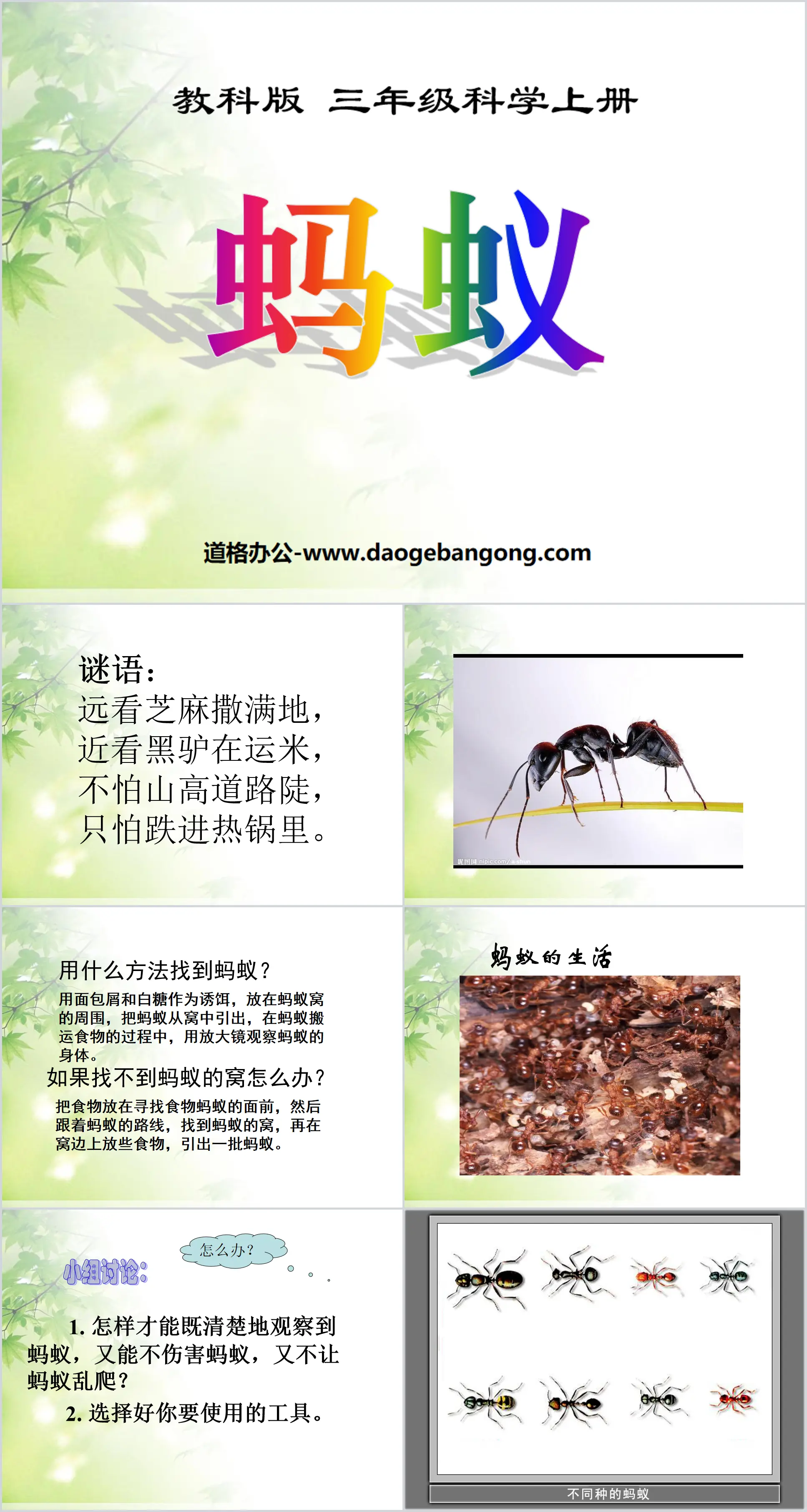 "Ant" Animal PPT Courseware 4