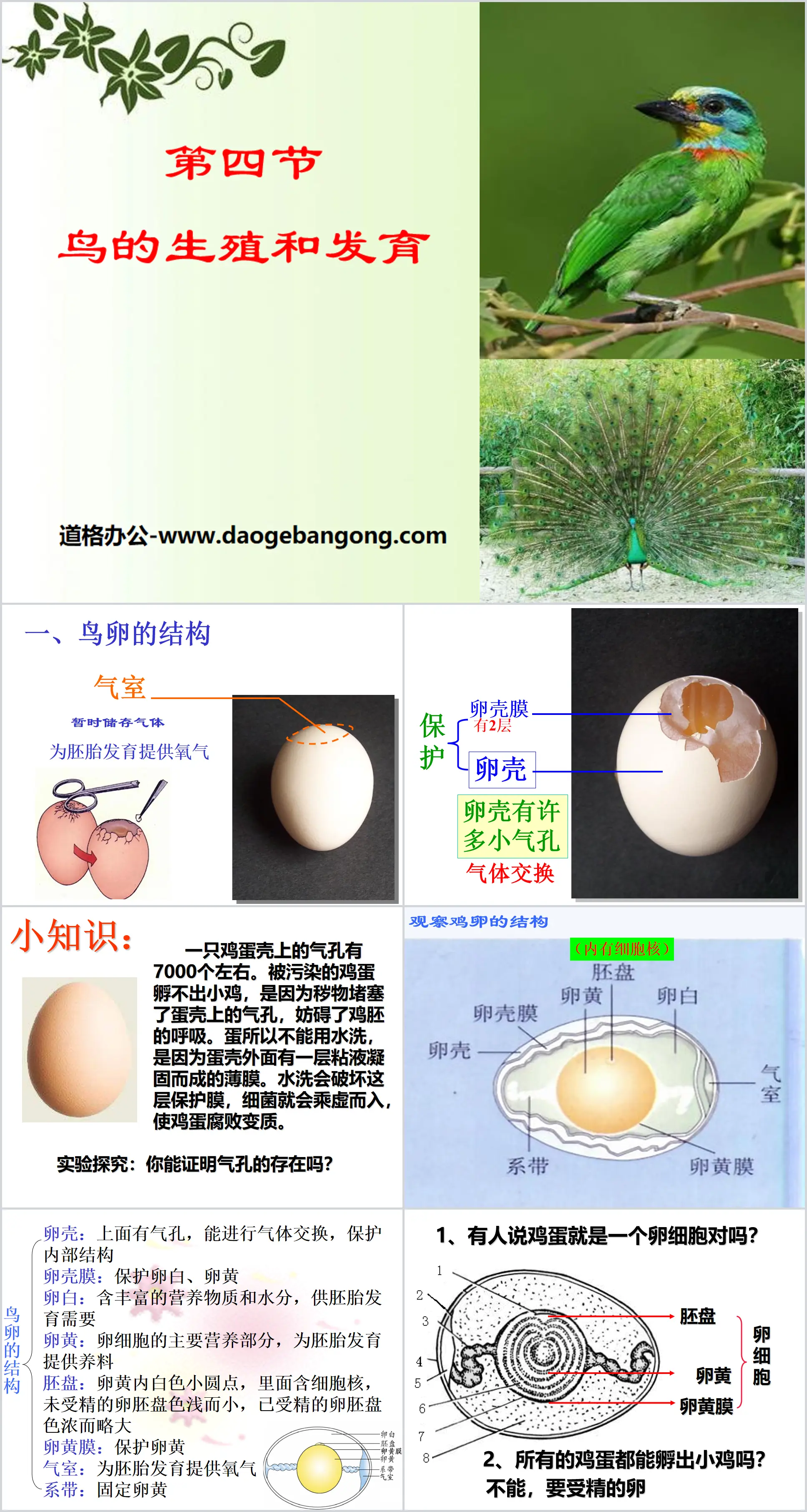 "Reproduction and Development of Birds" Reproduction and Development of Biological Organisms PPT Courseware