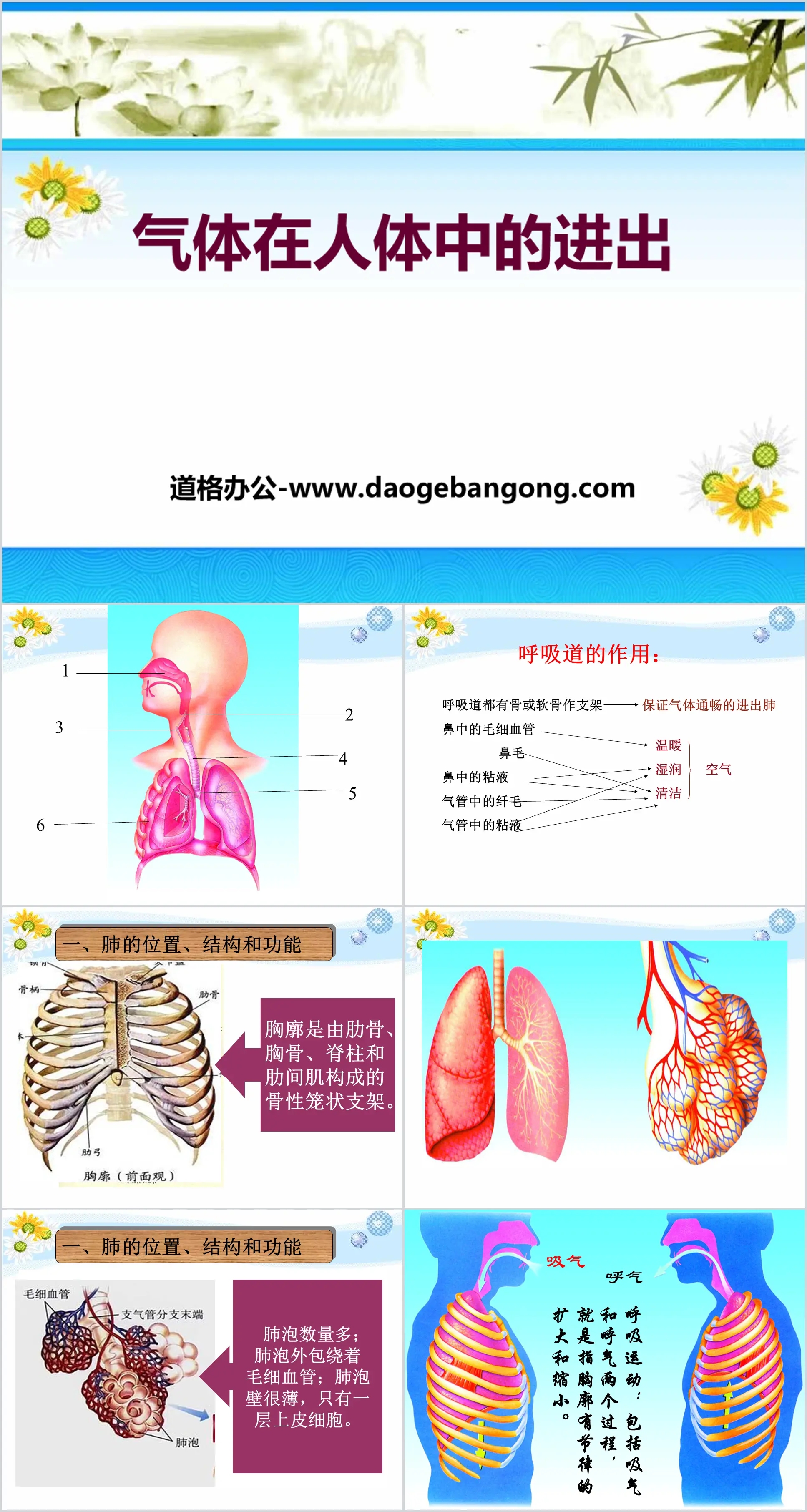 《氣體在人體中的進出》人體的奧秘PPT課程2