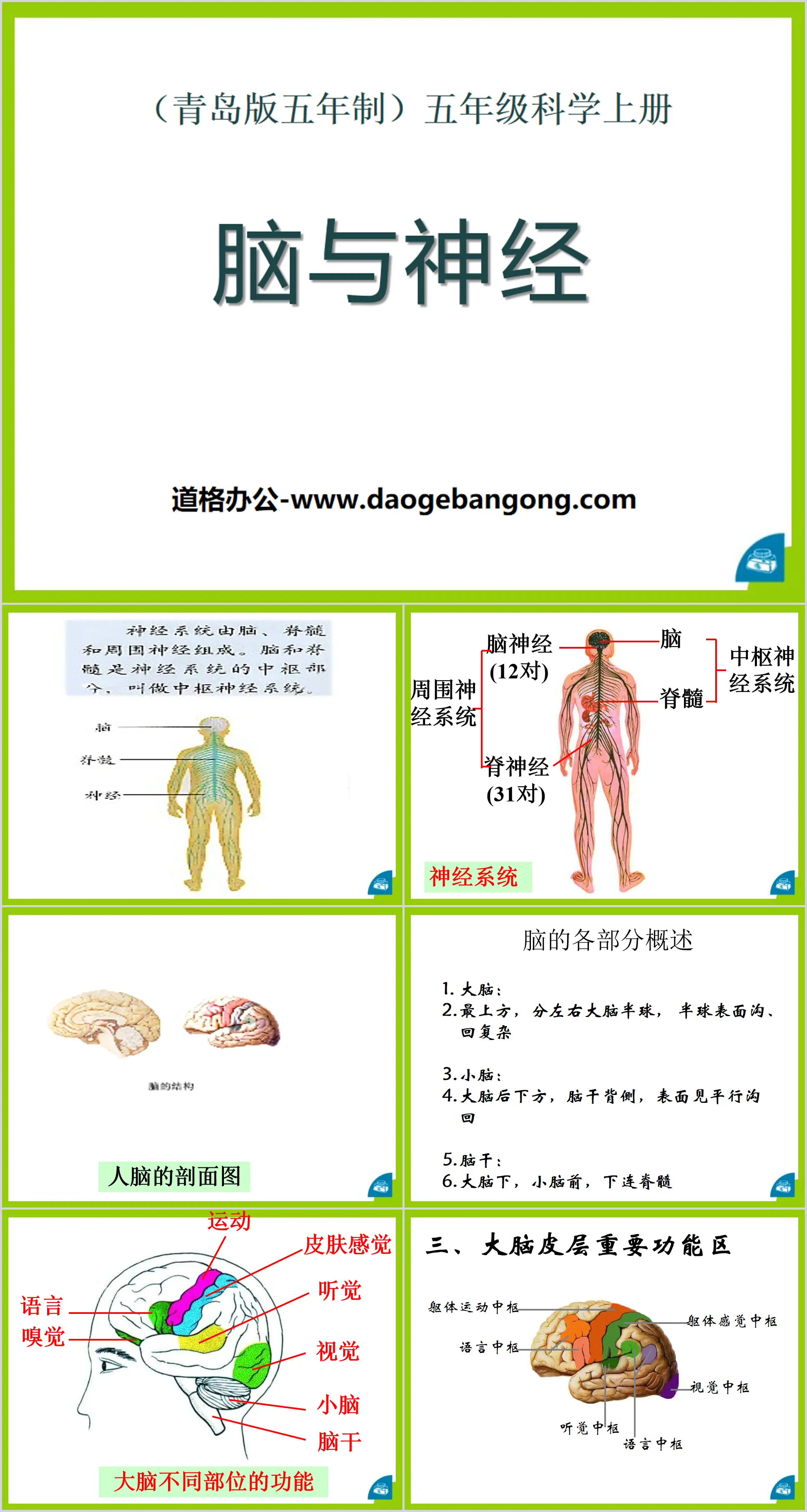 Didacticiel PPT « Cerveau et nerfs »