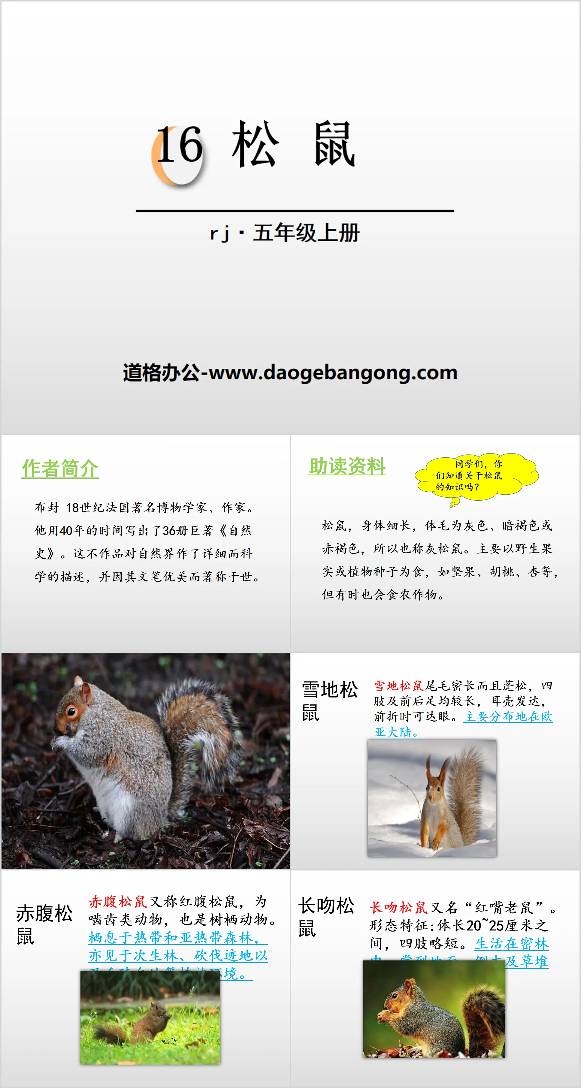 "Squirrel" PPT free courseware download