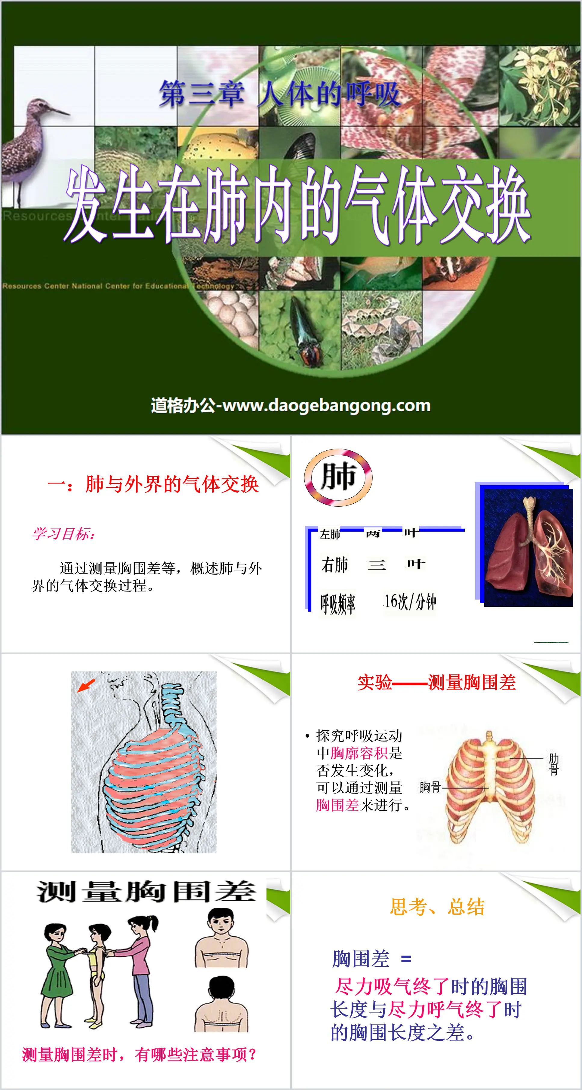 《发生在肺内的气体交换》人体的呼吸PPT课件4
