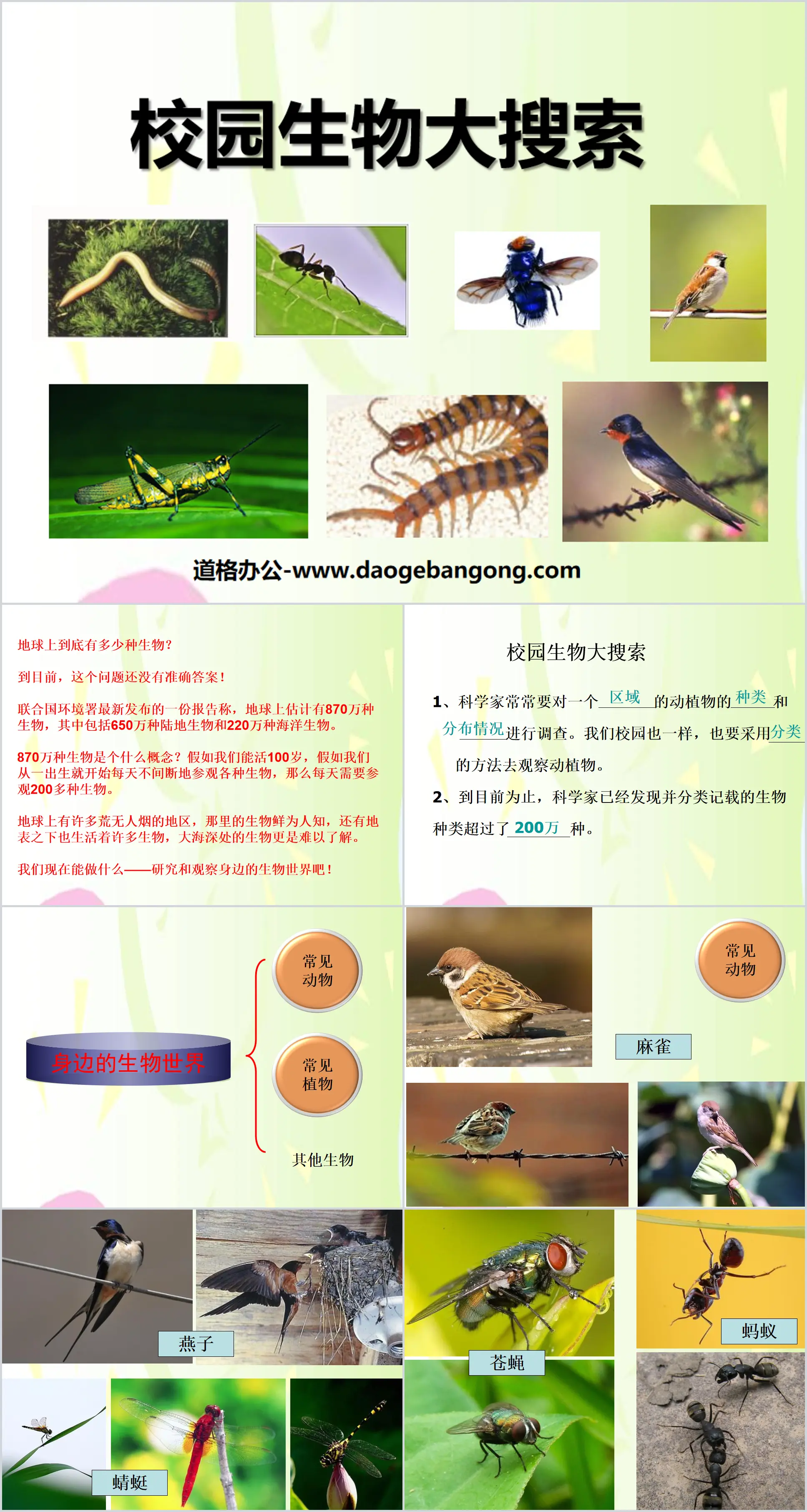 《校園生物大搜尋》生物的多樣性PPT課程4