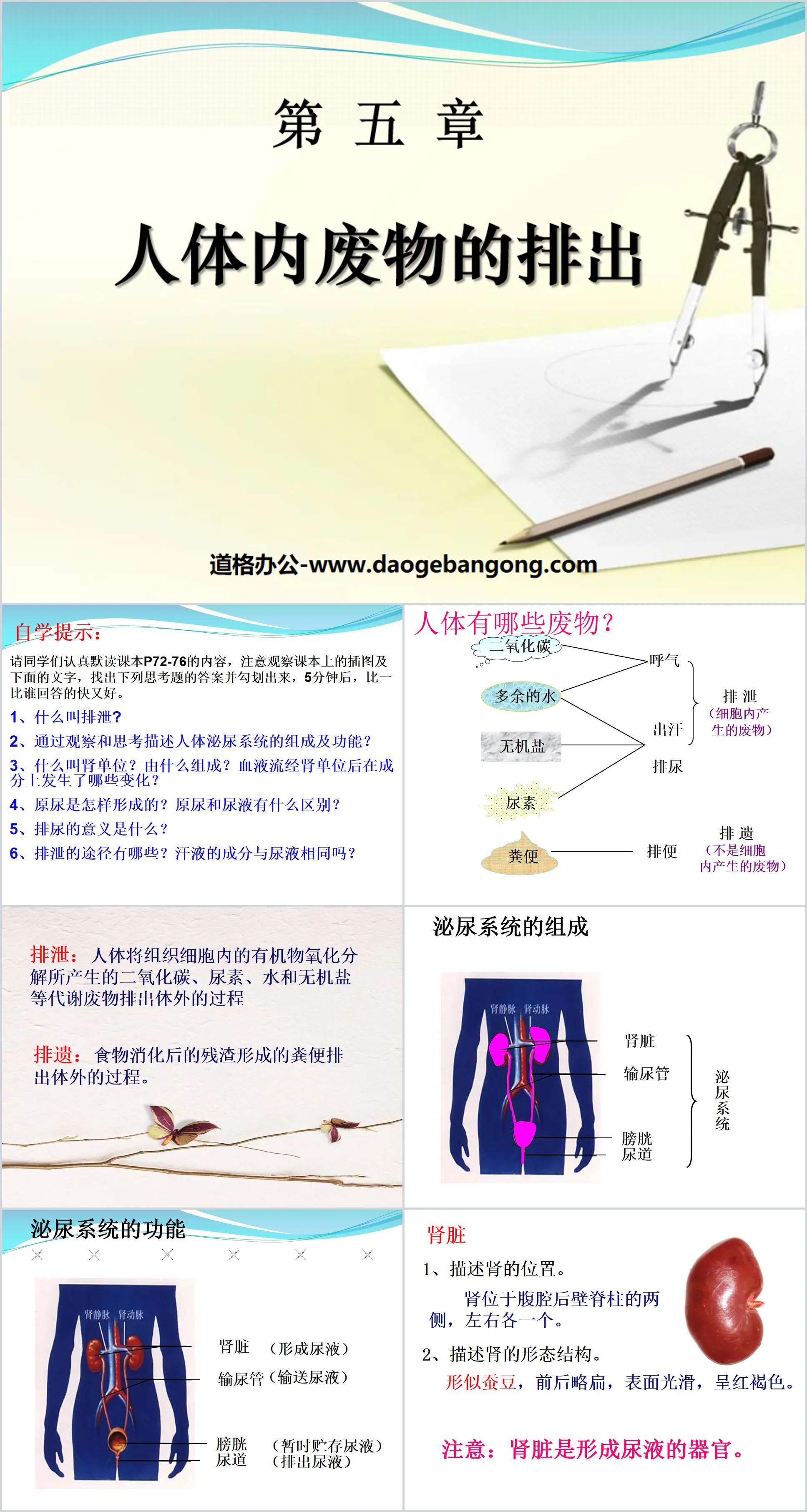 《人体内废物的排出》PPT课件5
