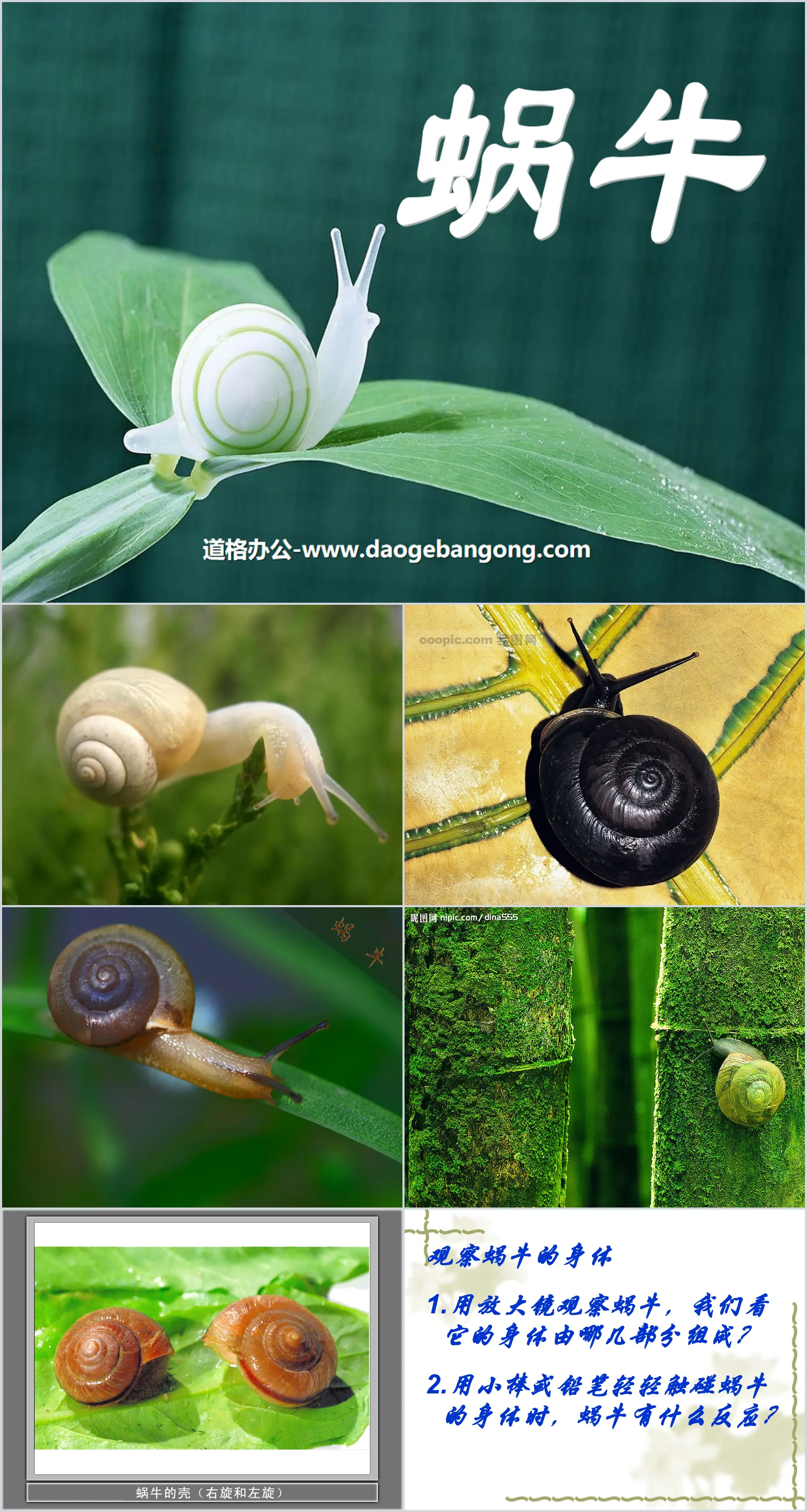 Didacticiel PPT animal "Escargot" 4