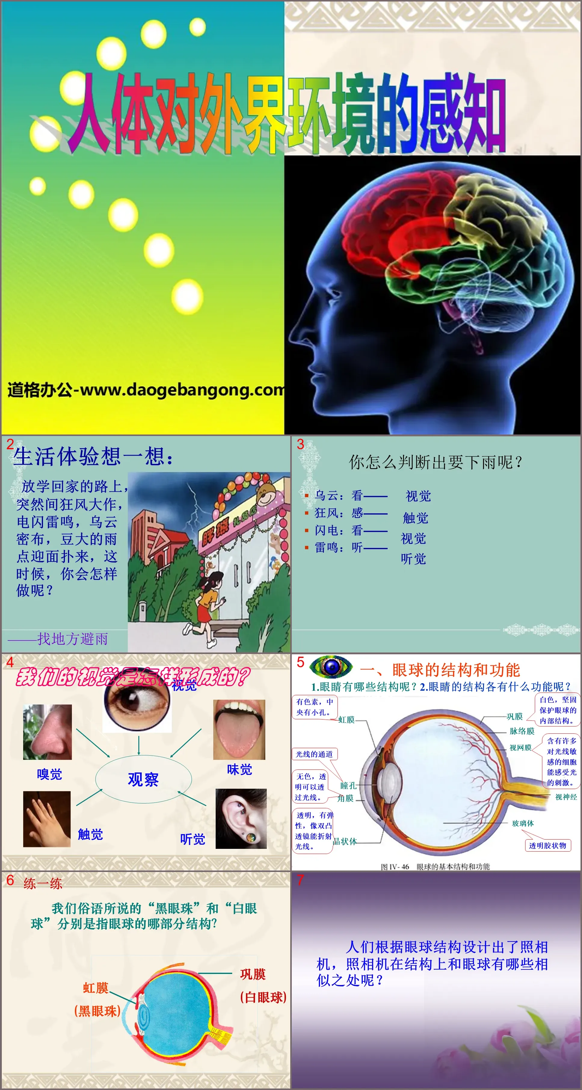 "The Human Body's Perception of the External Environment" Regulation of Human Life Activities PPT Courseware 3