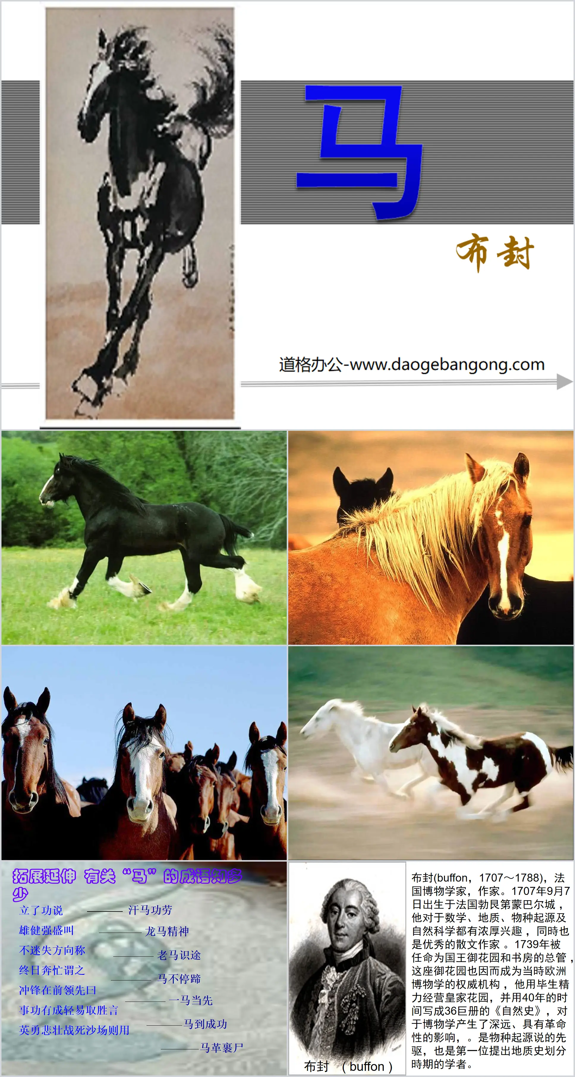 "Horse" PPT courseware 3