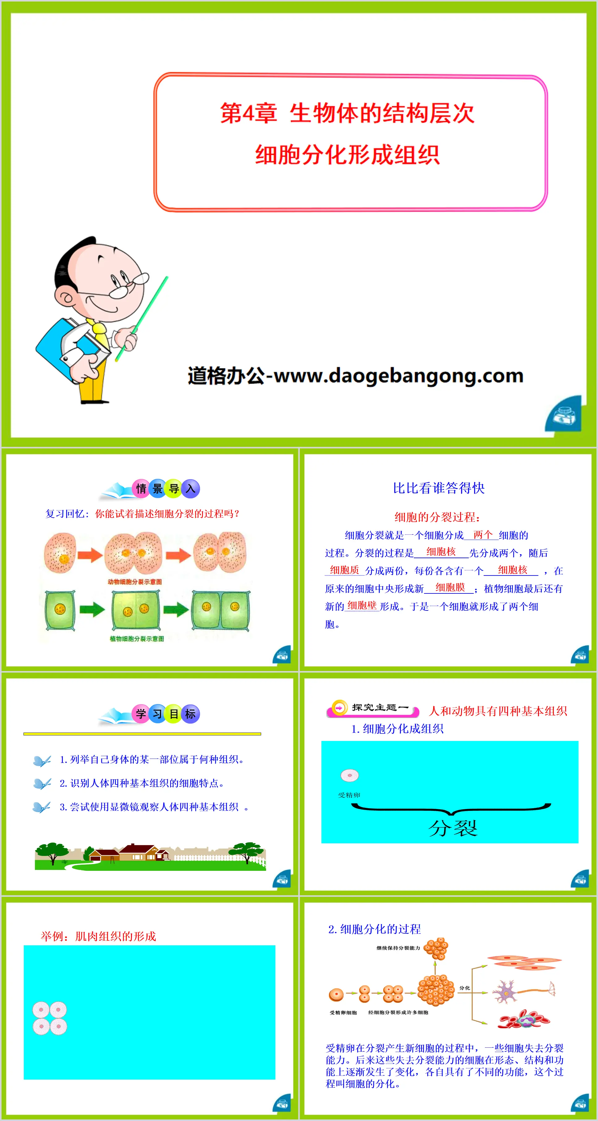 "Cell differentiation into tissue" PPT