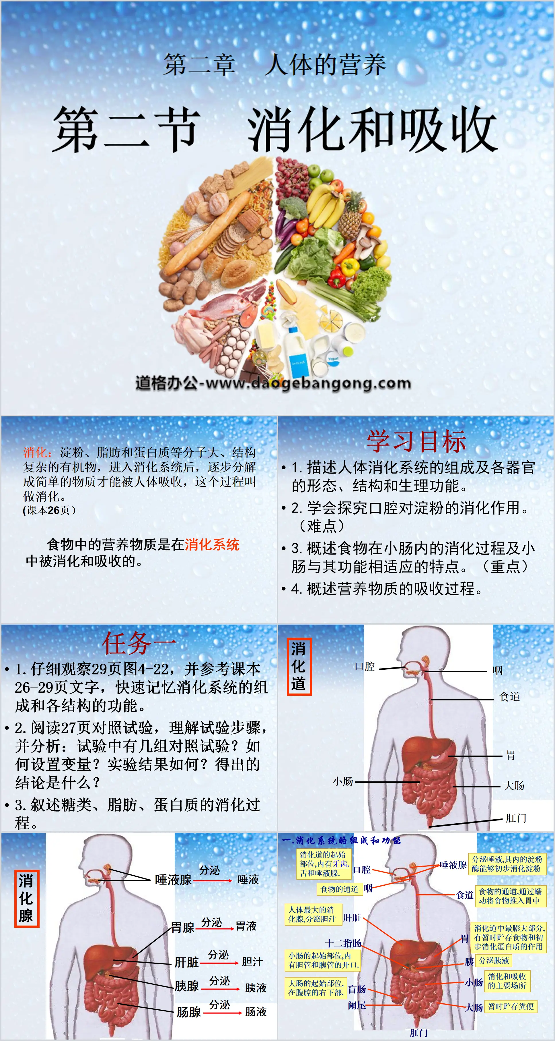 《消化吸收》人體的營養PPT課程4