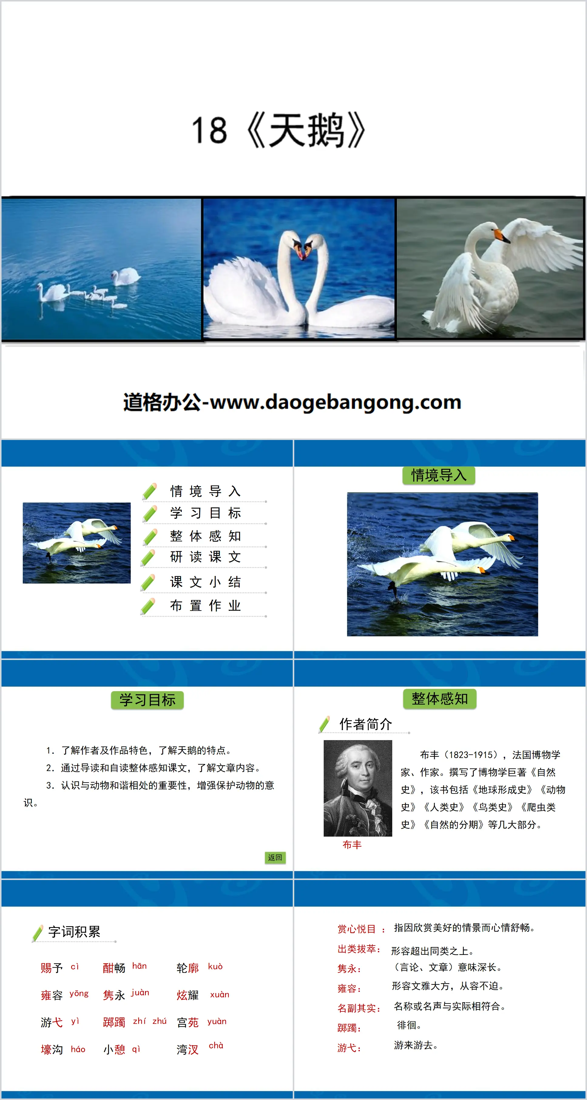 "Swan" PPT