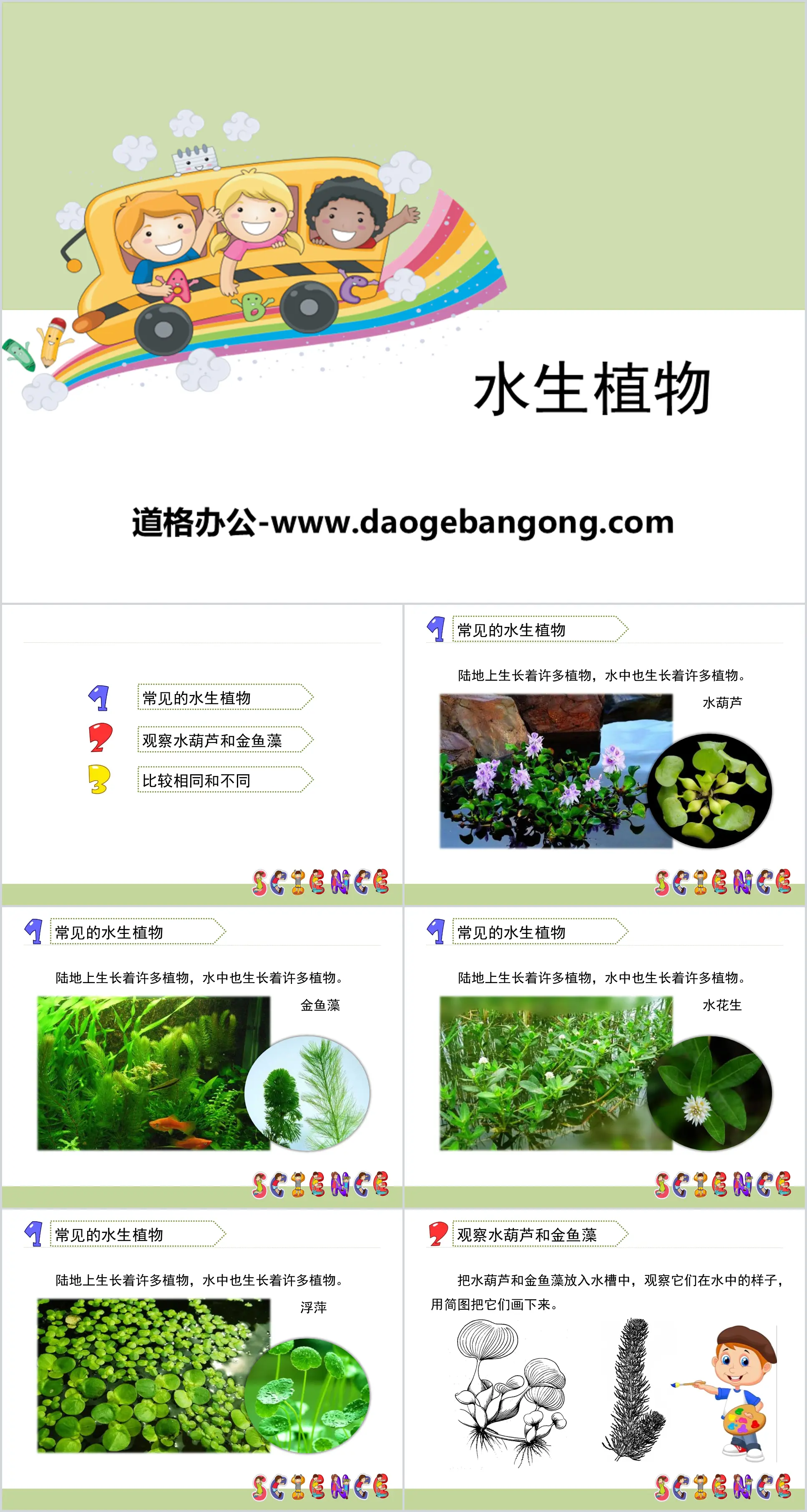 《水生植物》植物PPT
