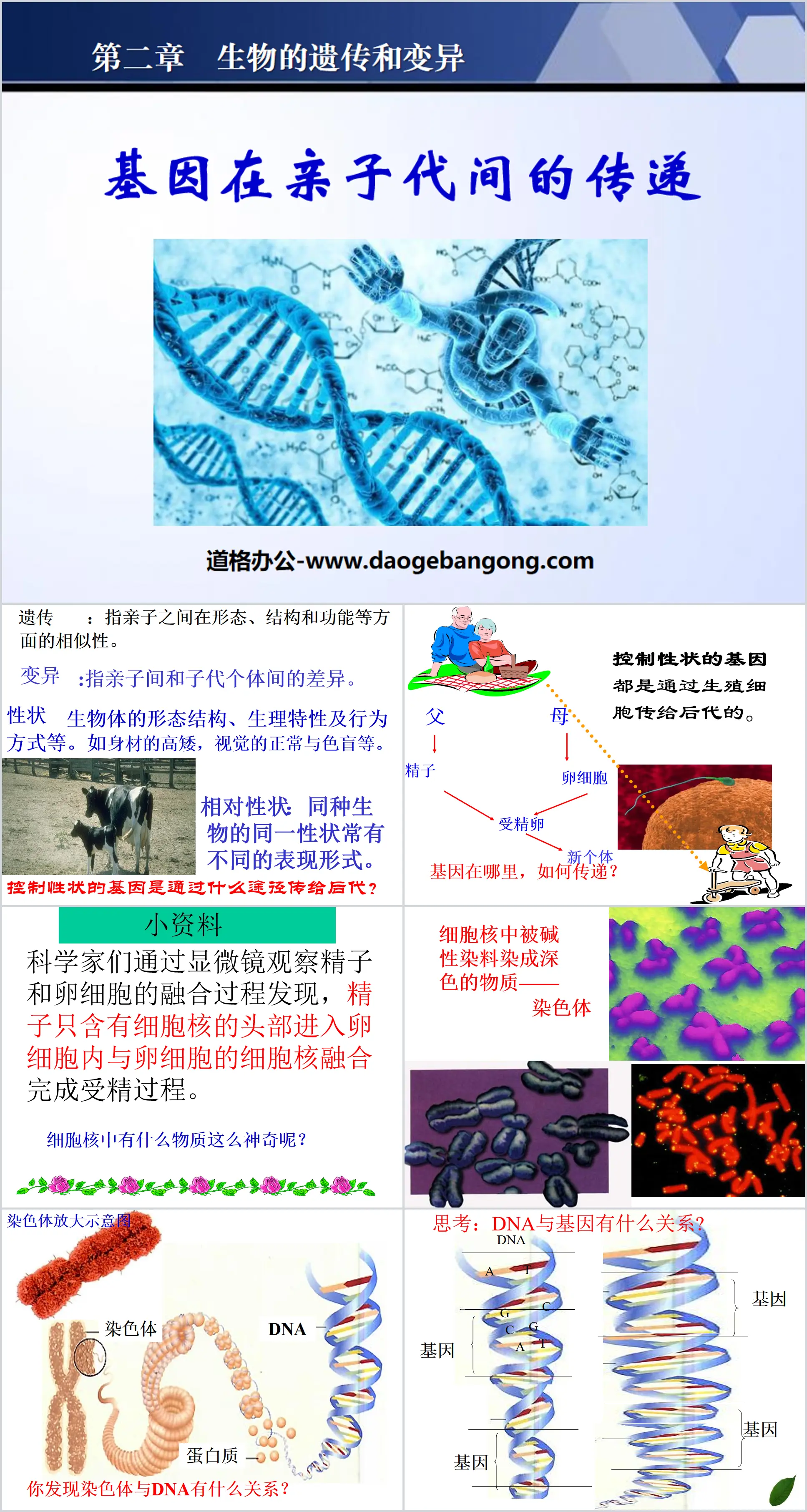 《基因在親子代間的傳遞》生物的遺傳與變異PPT課件5