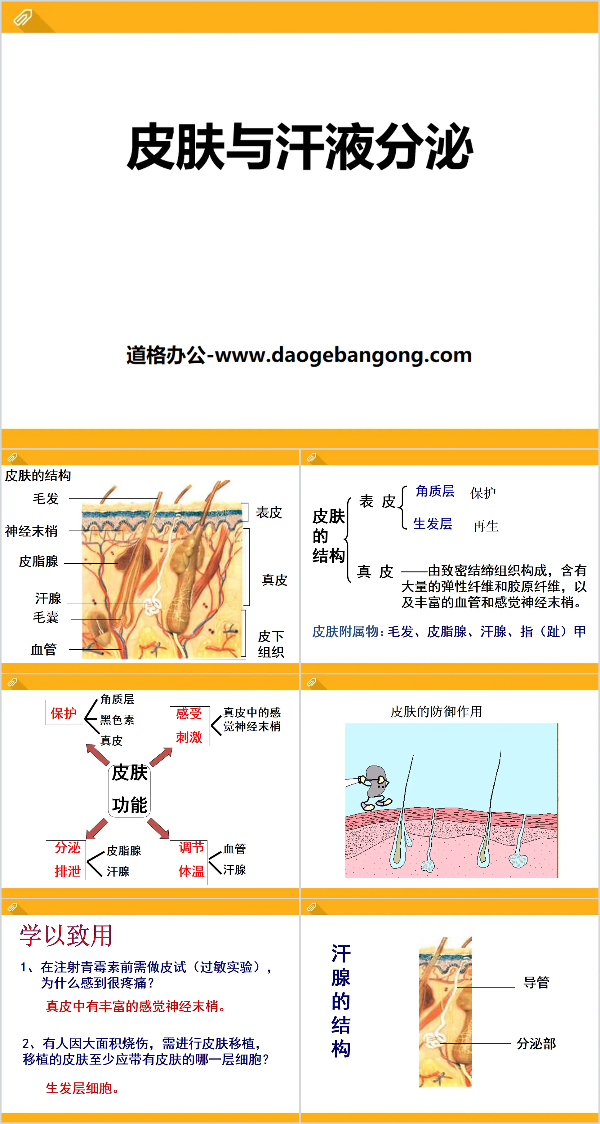 《皮肤与汗液分泌》PPT课件
