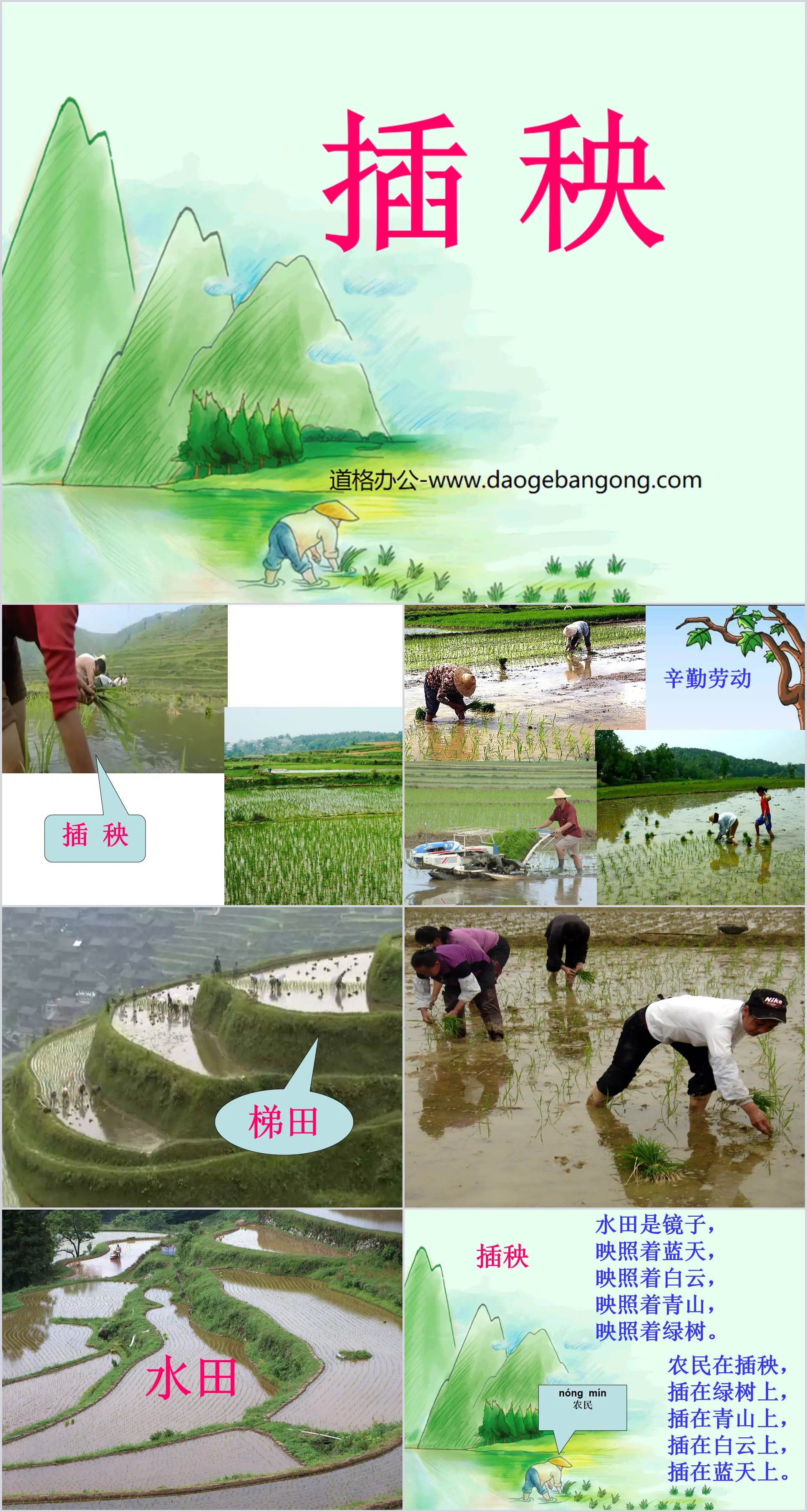 "Planting Rice" PPT Courseware 3