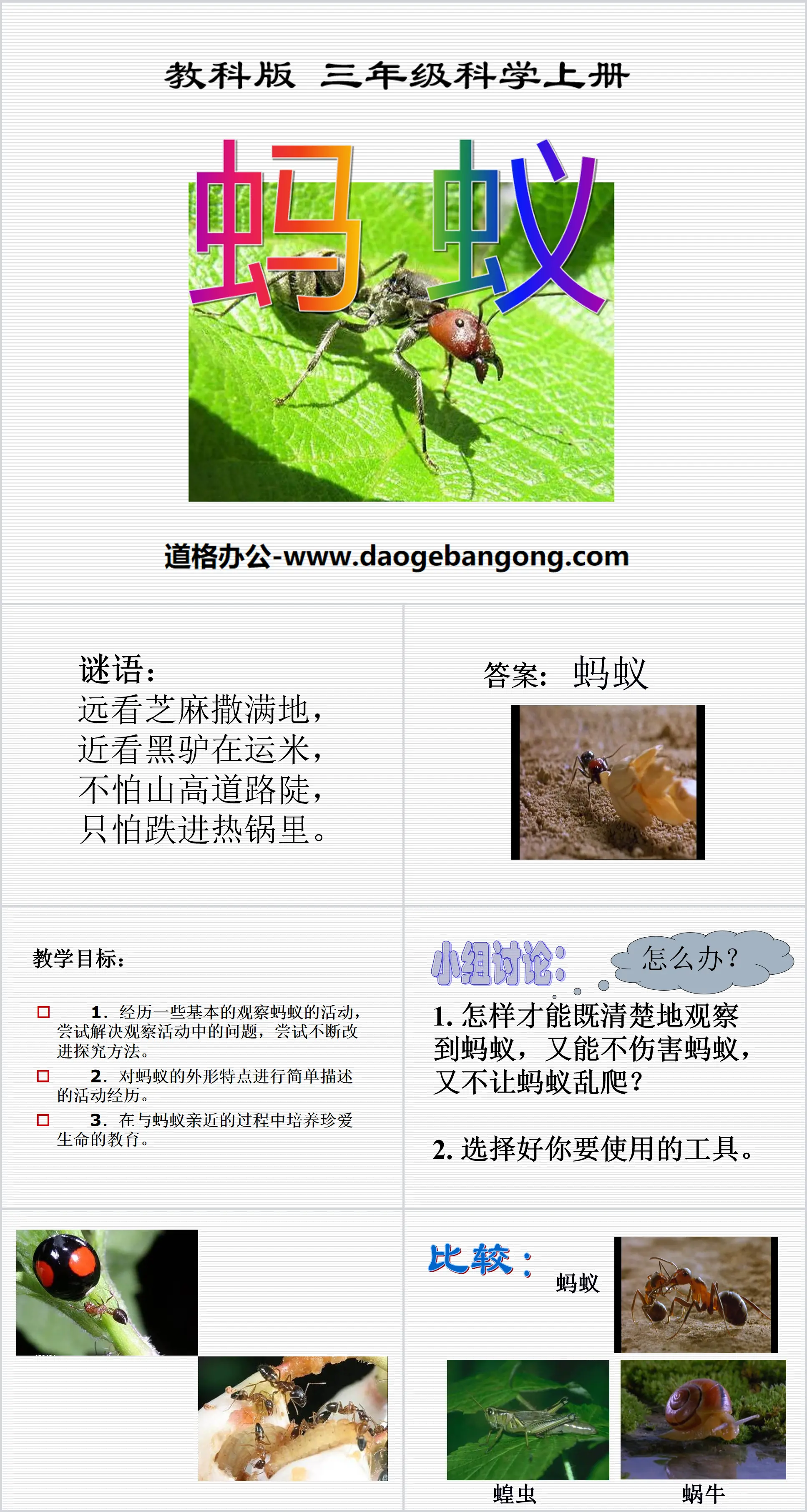 "Ant" animal PPT courseware