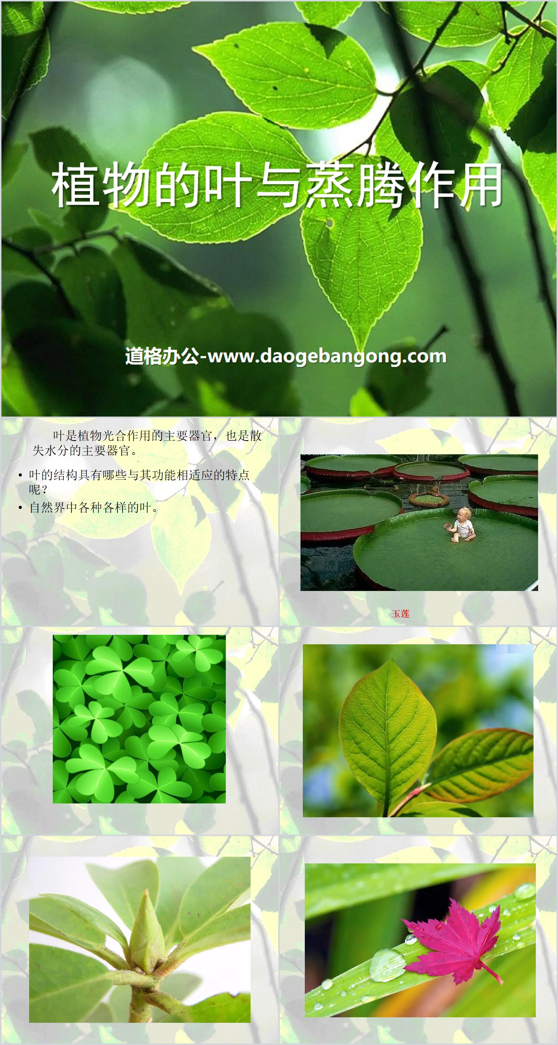 《植物的叶与蒸腾作用》PPT
