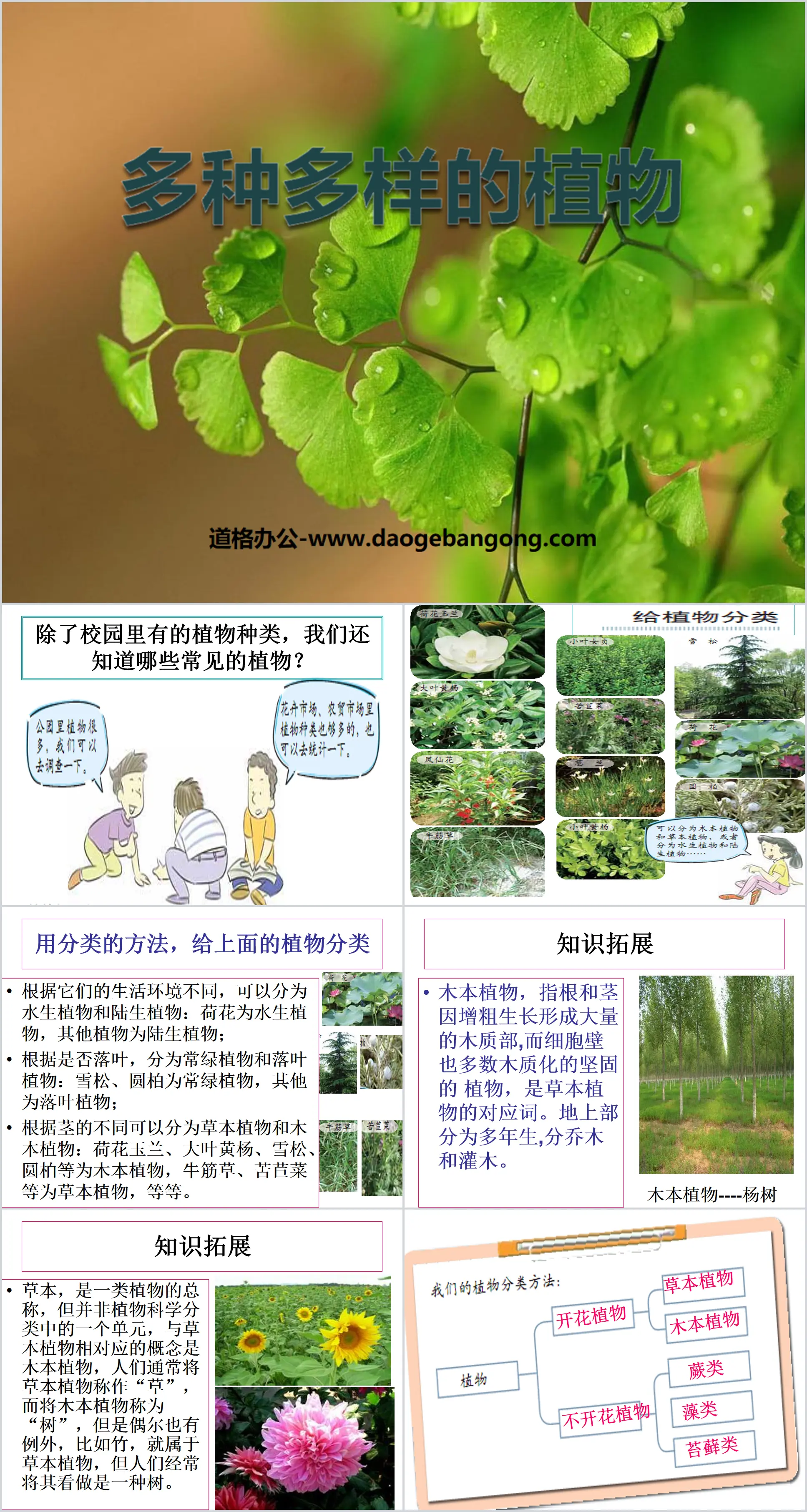 "Various Plants" Biological Diversity PPT Courseware 4