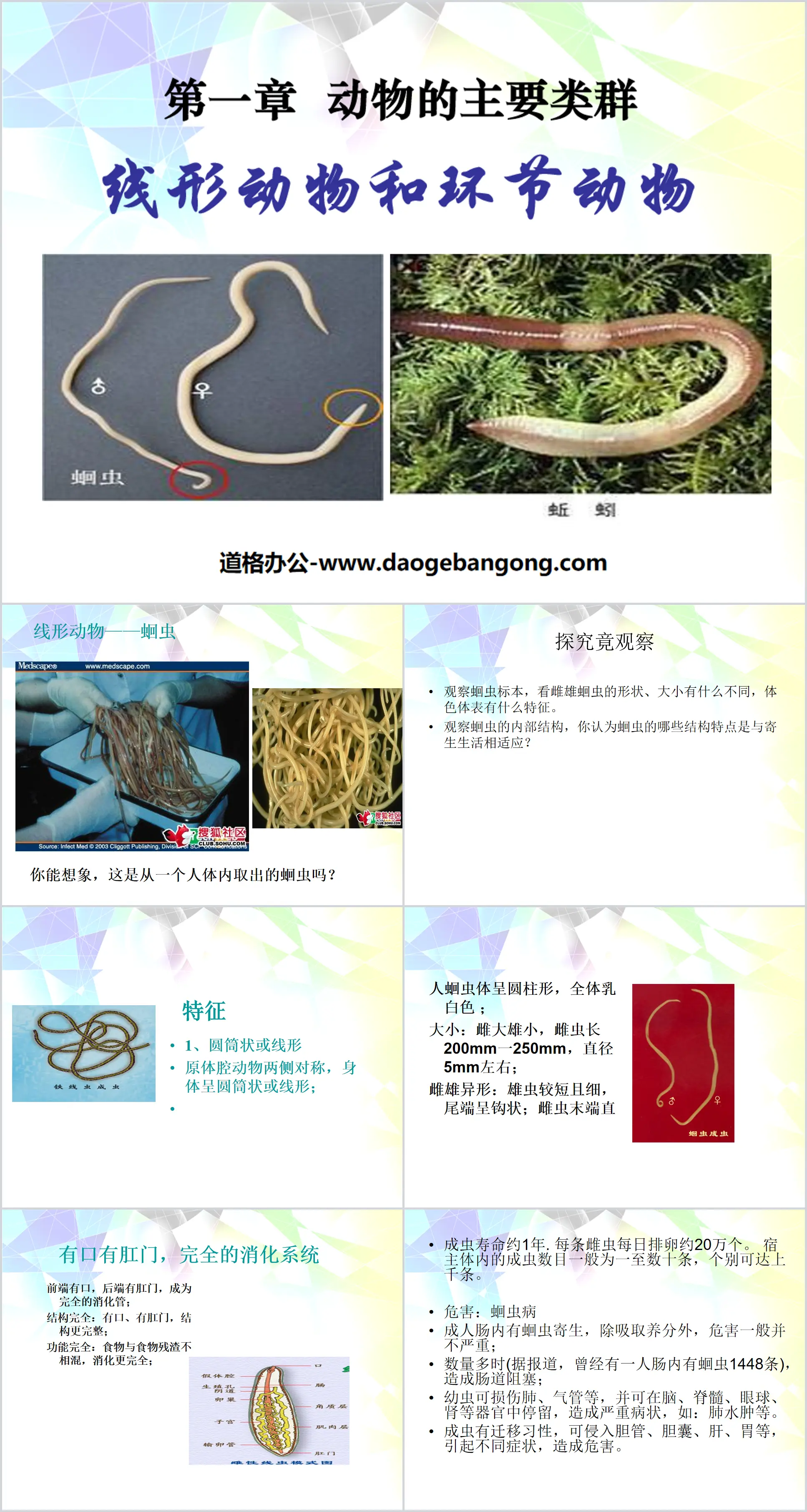 《線形動物與環節動物》動物的主要類群PPT課件6