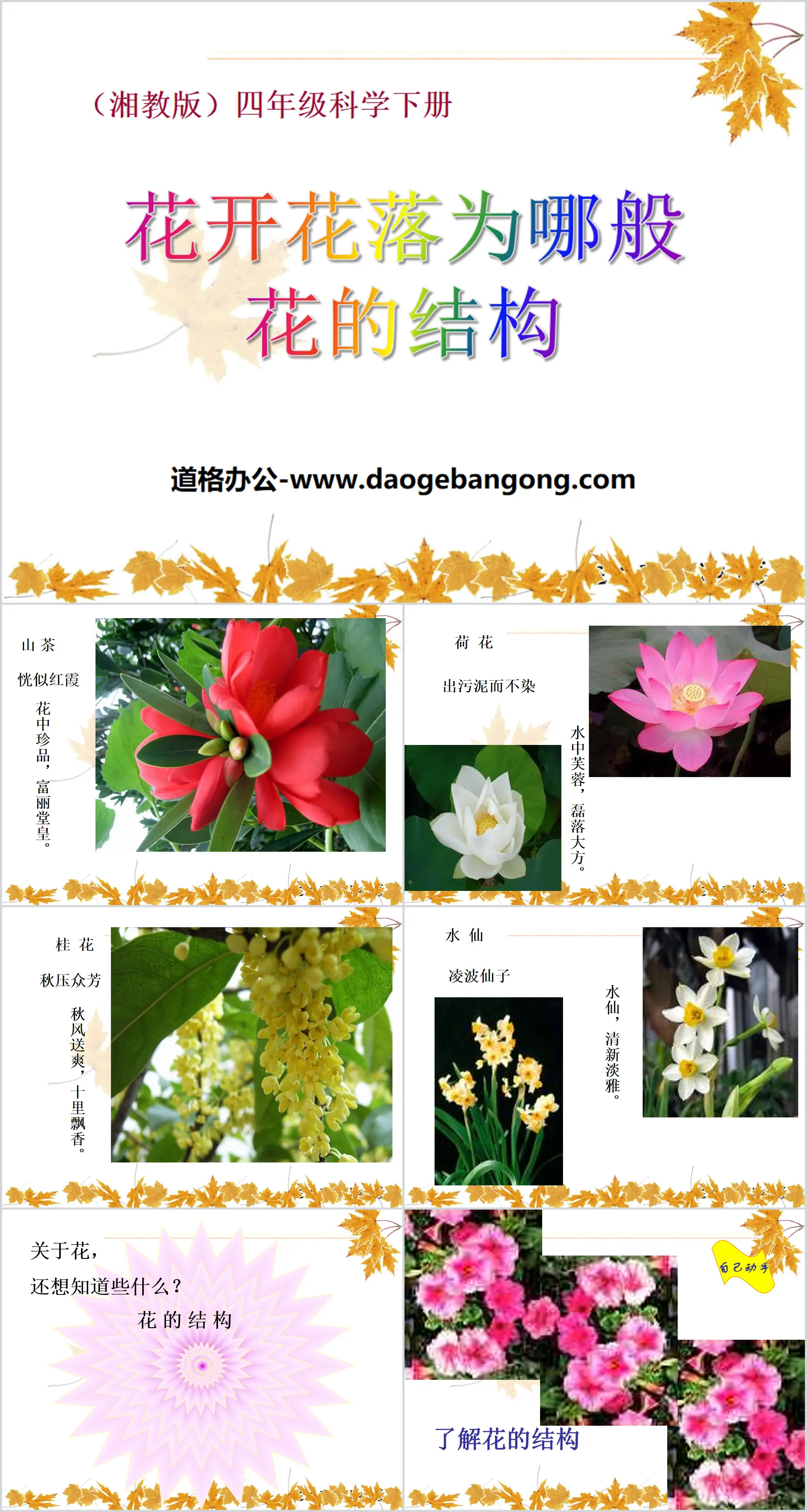 湘教版四年級下冊科學《花開花落為哪般》PPT課件