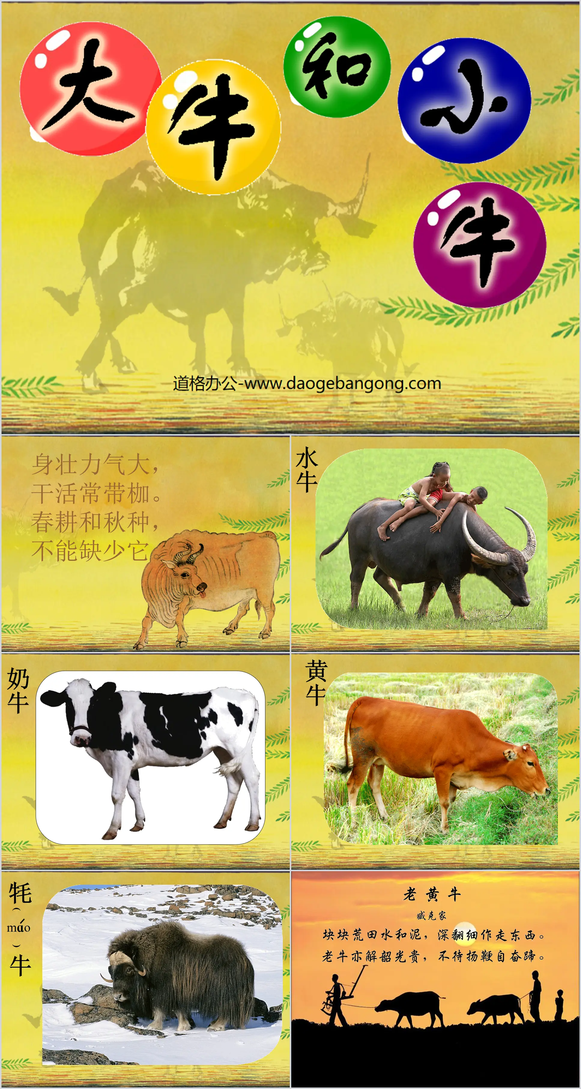 "Big Cow and Little Cow" PPT courseware