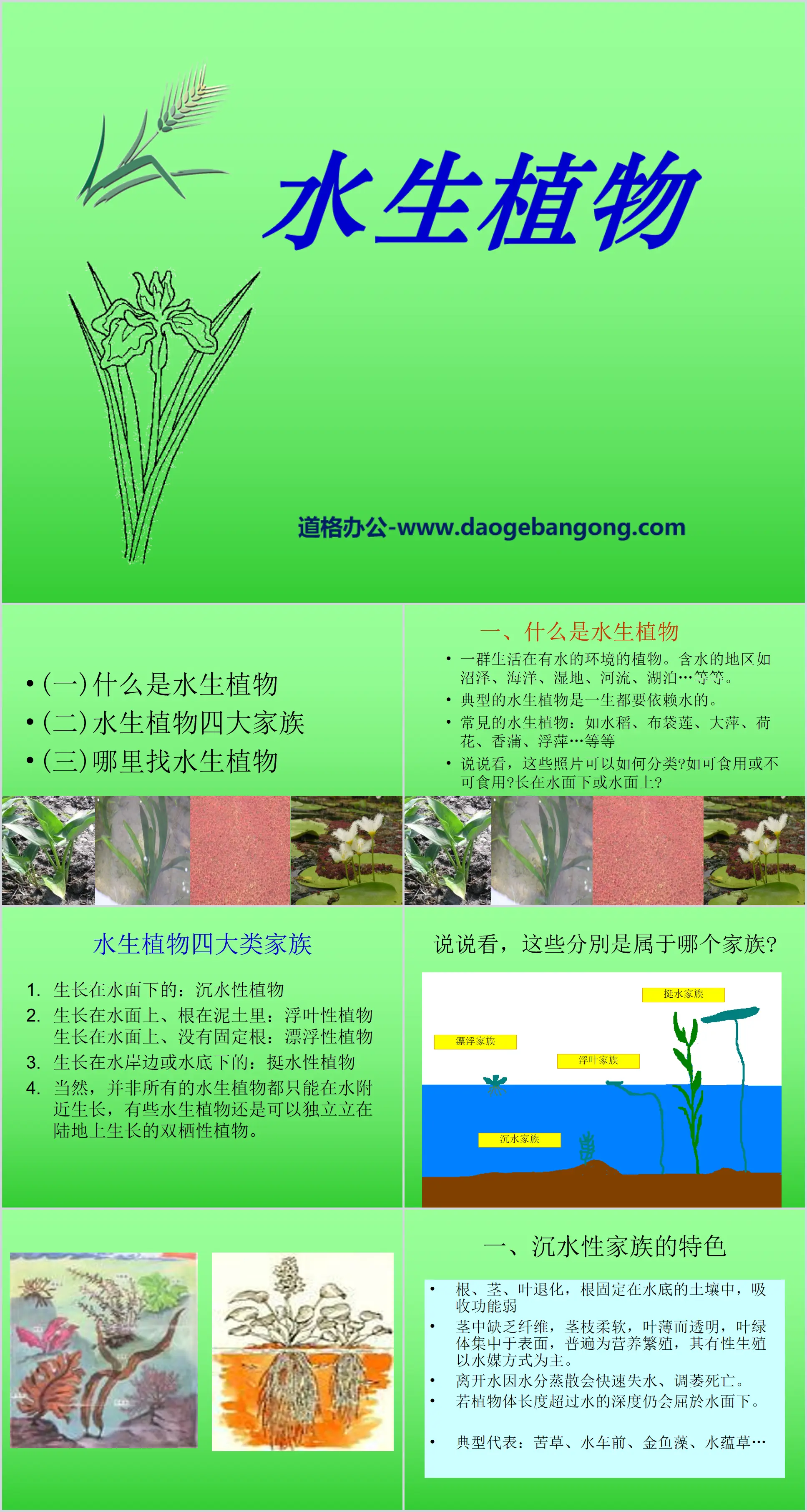 《水生植物》植物PPT课件4
