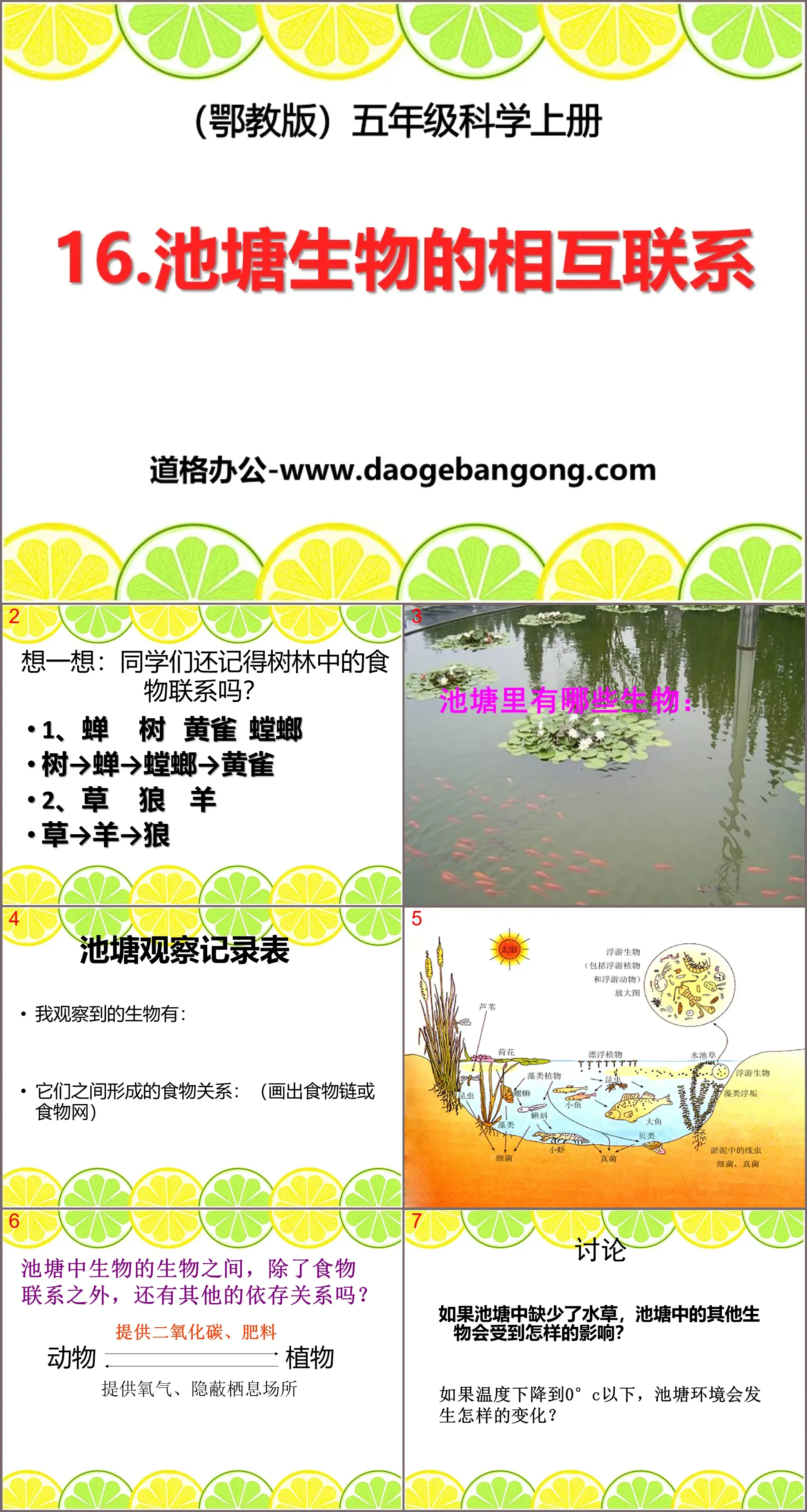 "Interconnection of Pond Organisms" Pond Community PPT Courseware 2