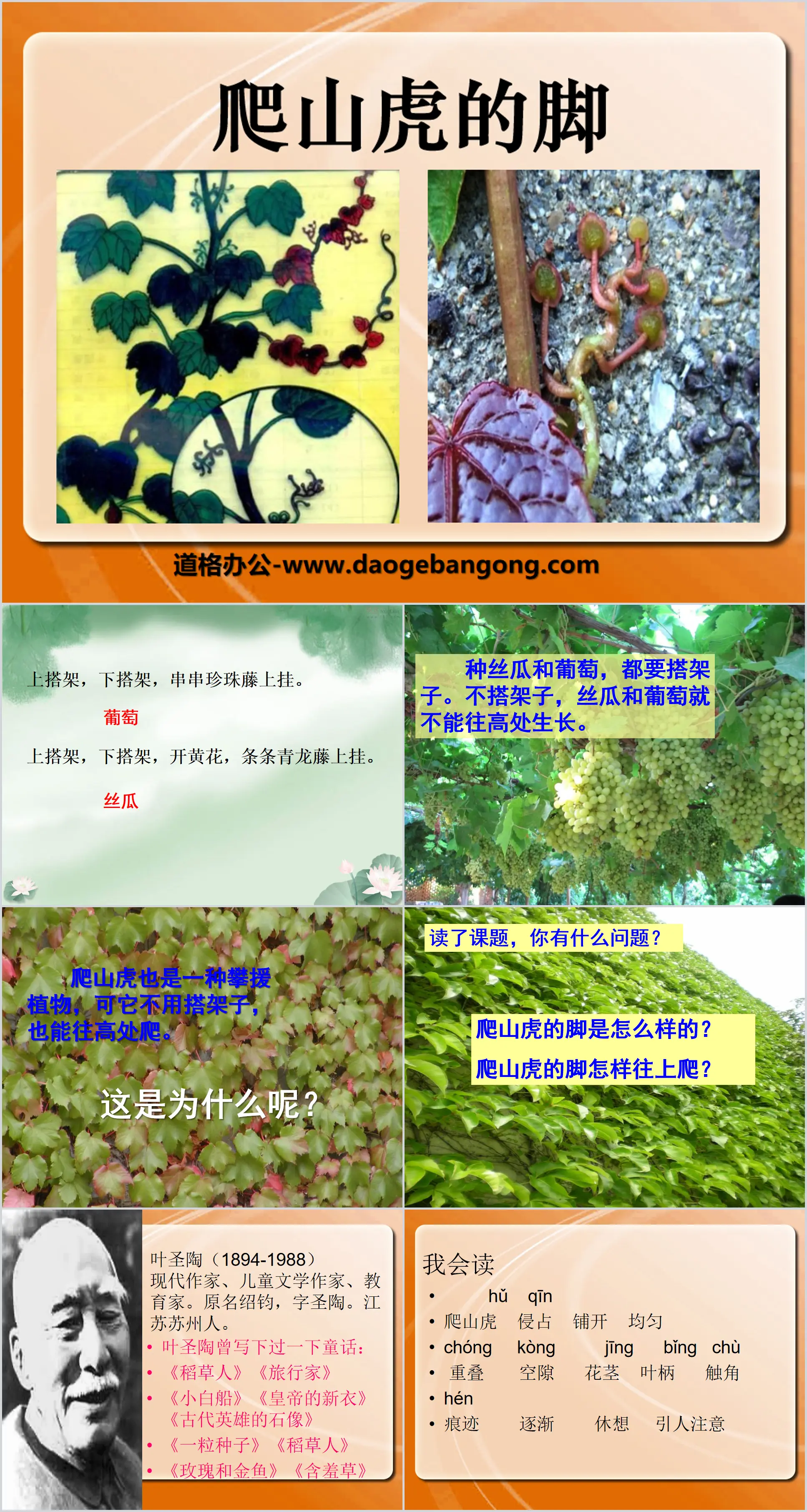 《爬山虎的脚》PPT课件3
