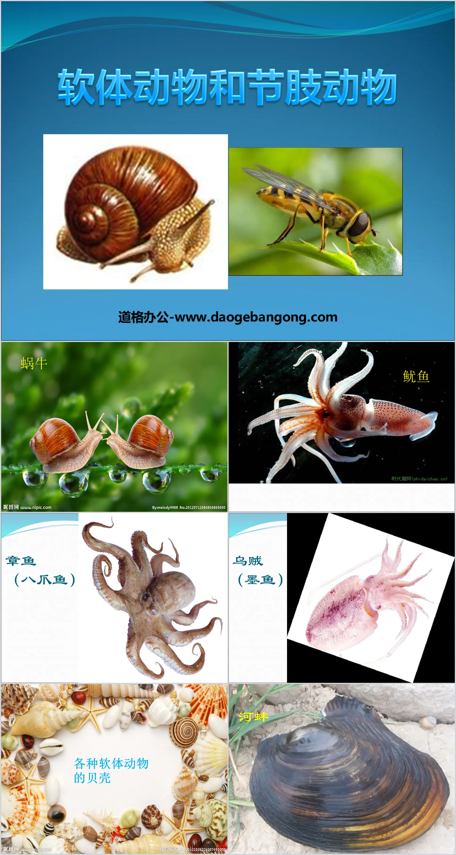 "Mollusks and Arthropods" PPT courseware on the main groups of animals