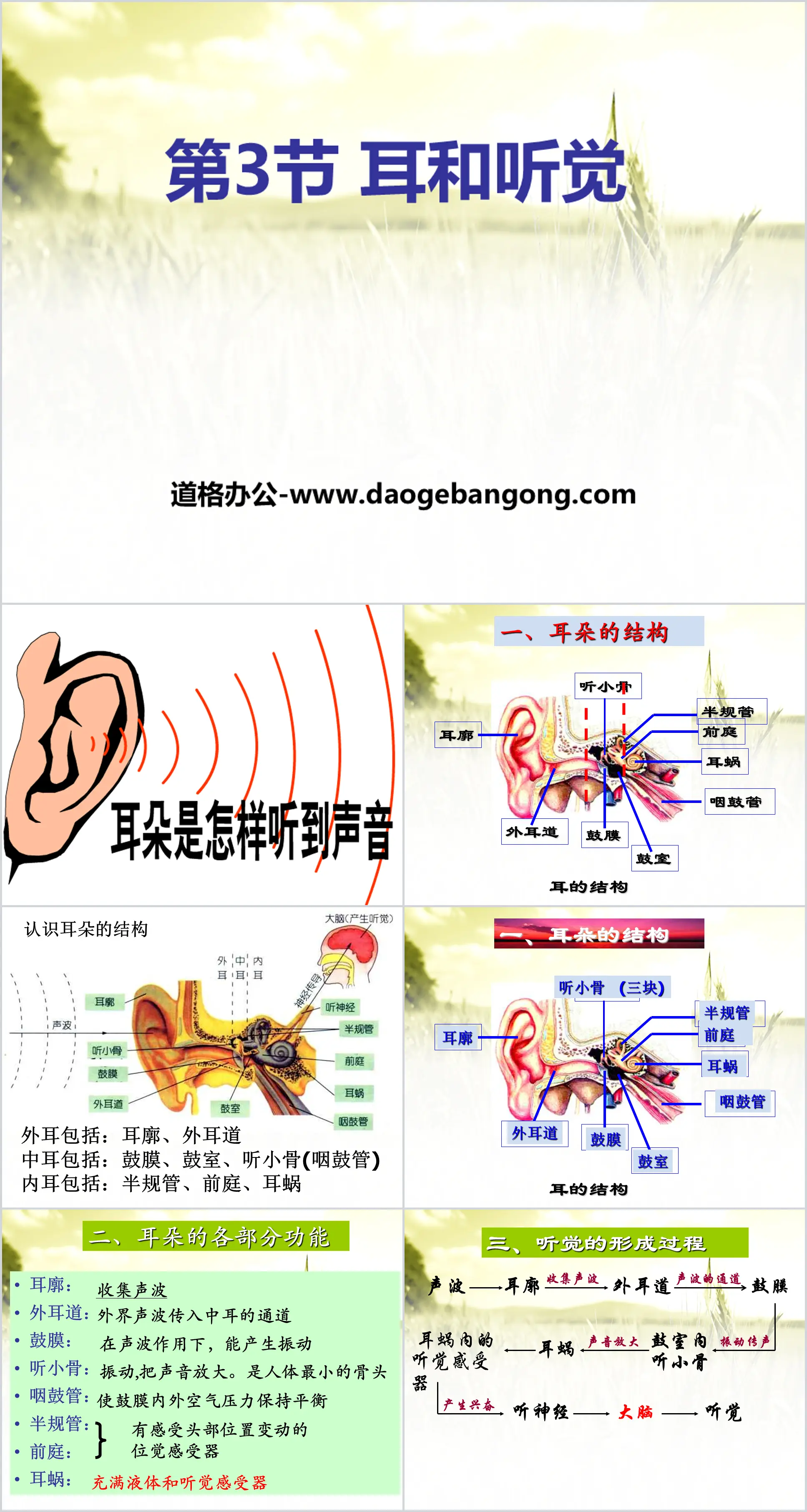 《耳和听觉》PPT
