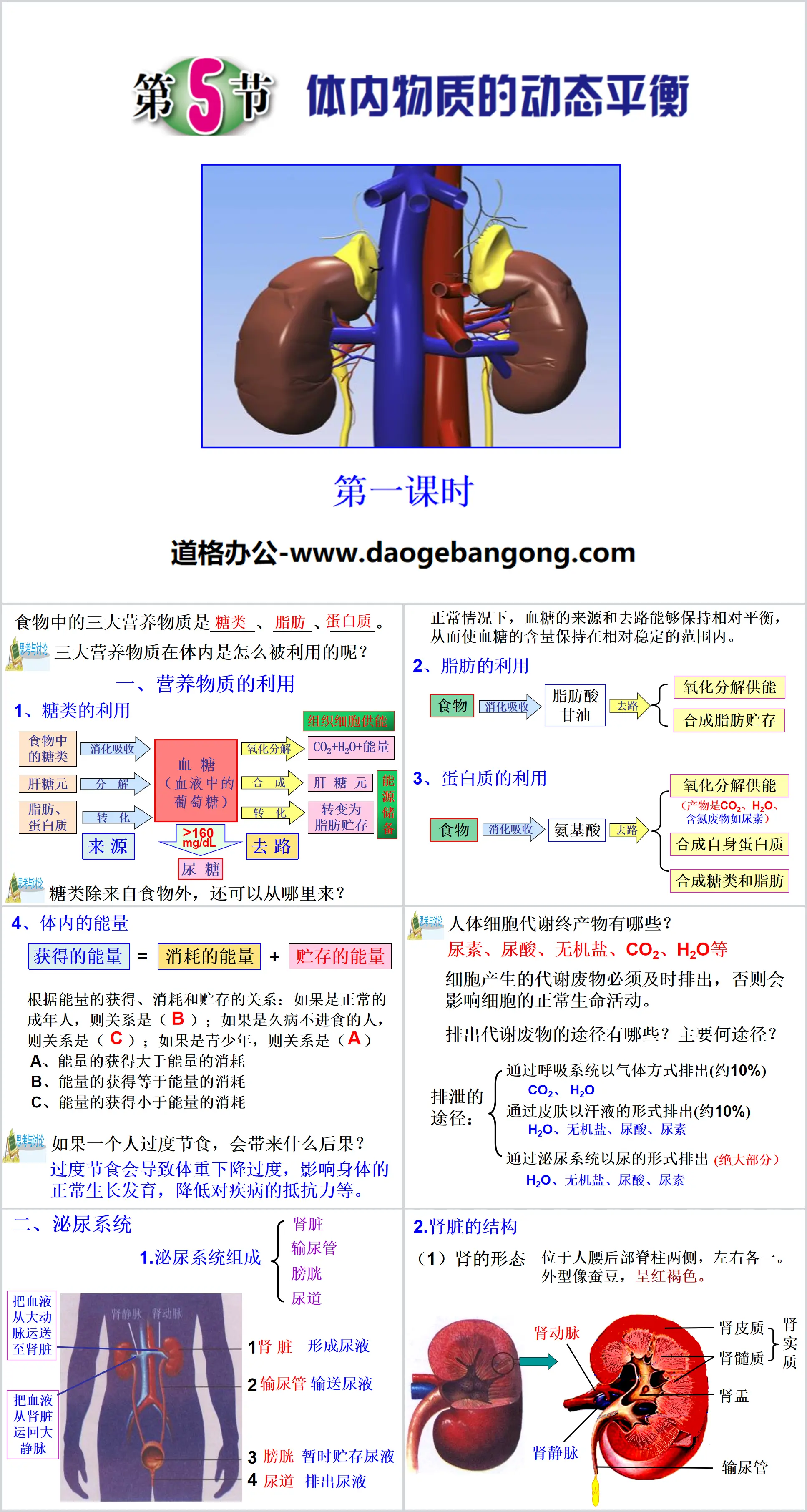 《体内物质的动态平衡》PPT下载