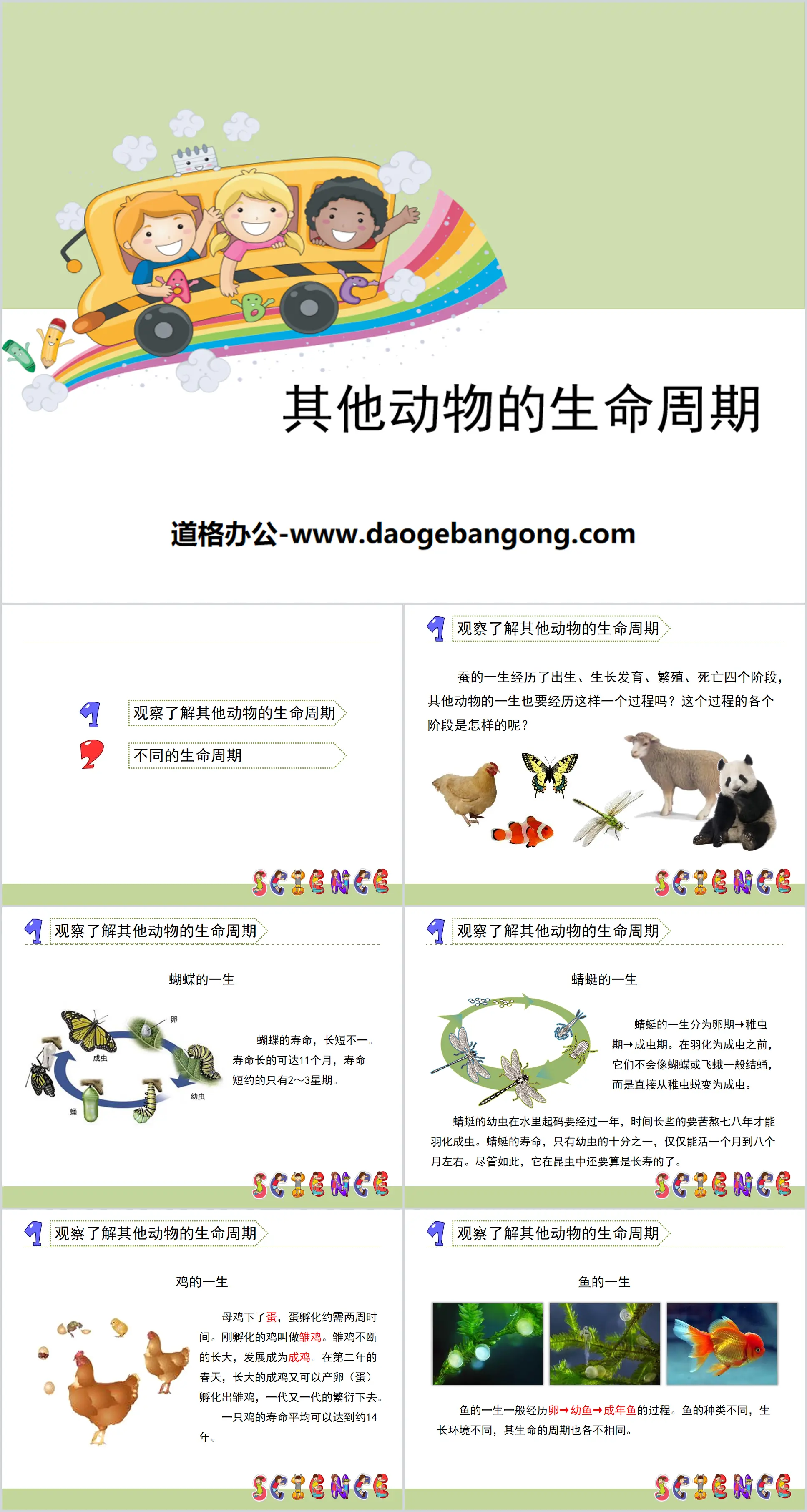 《其他动物的生命周期》动物的生命周期PPT
