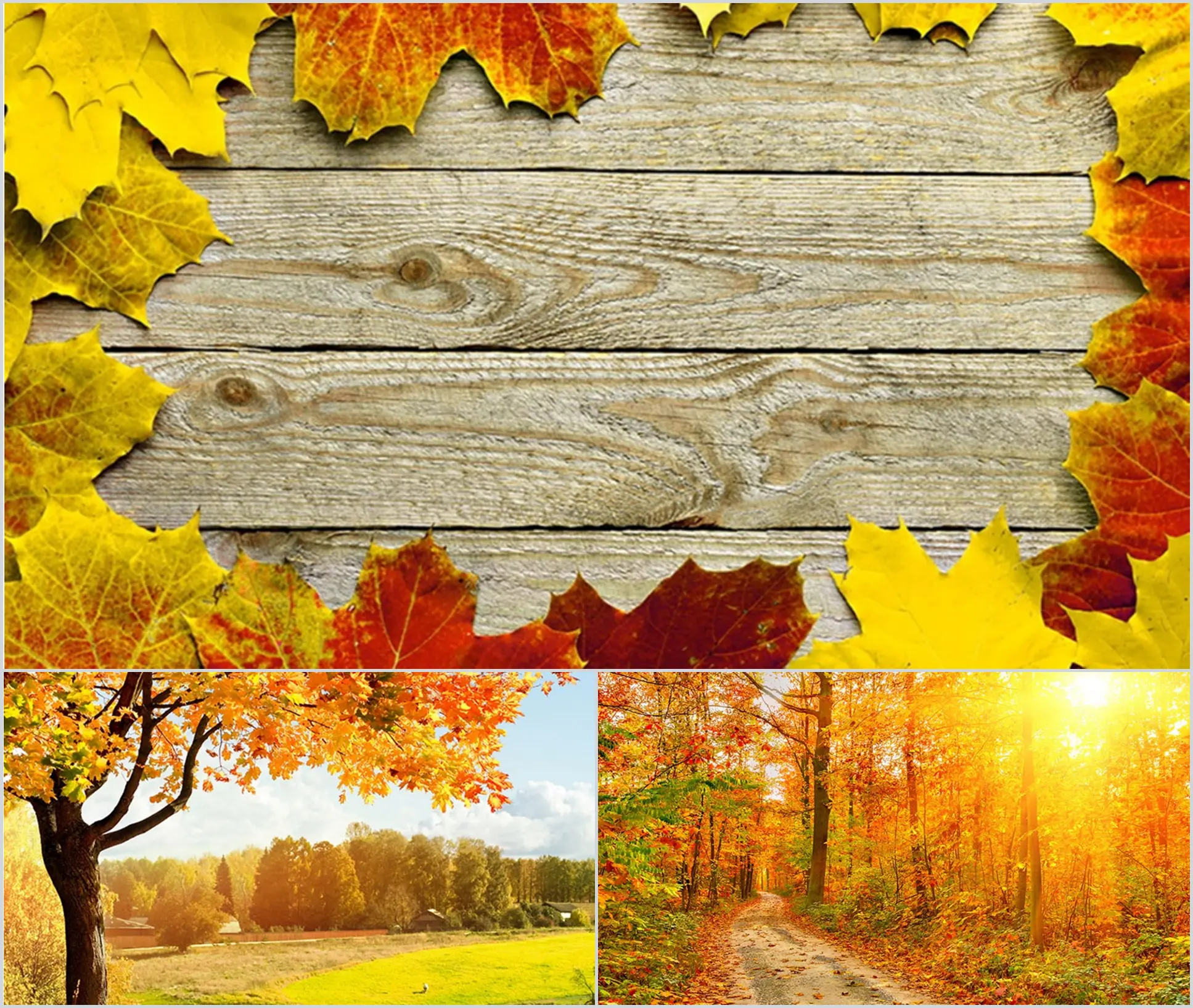 Three exquisite autumn leaves PPT background pictures free download