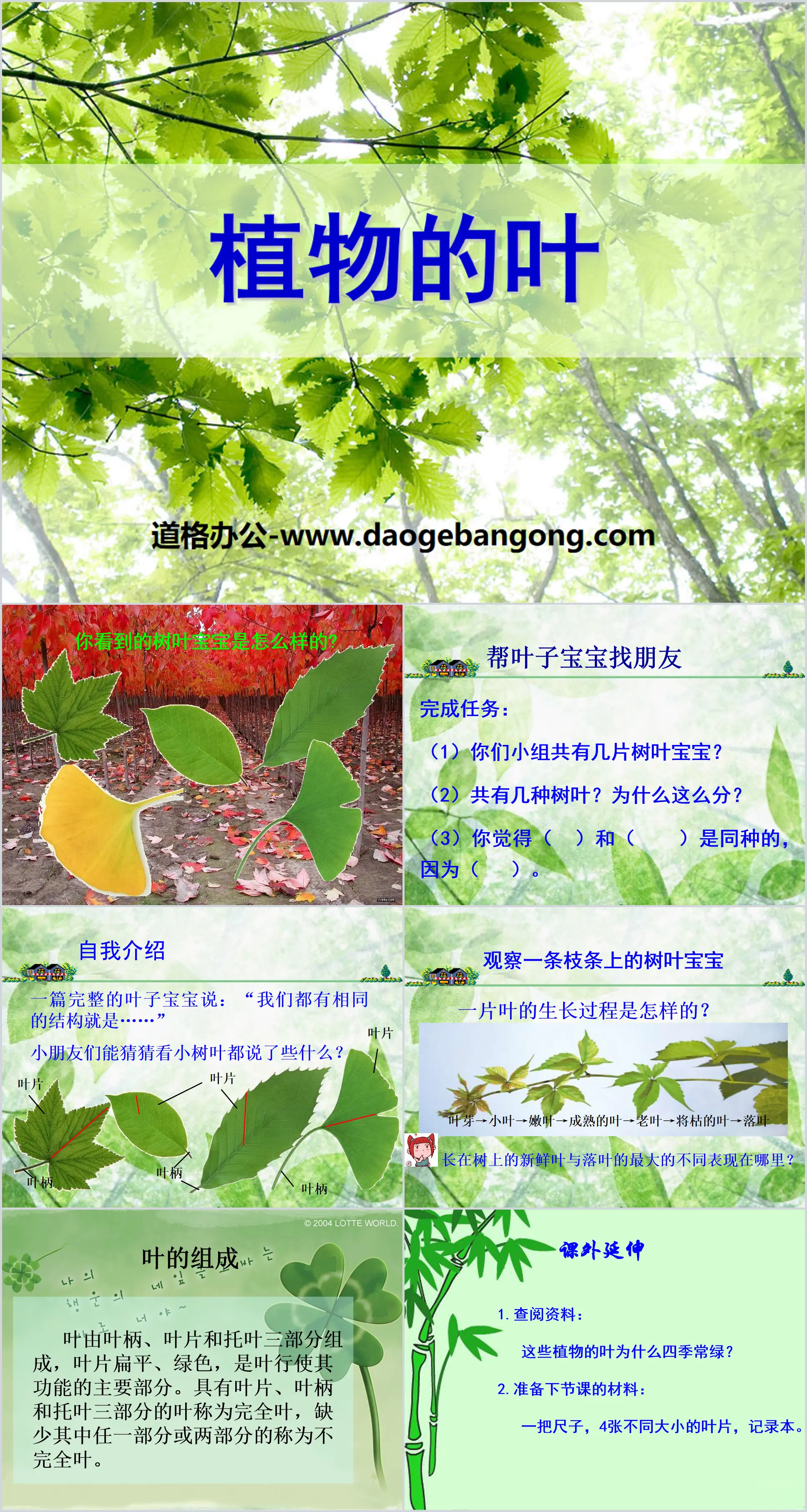 《植物的叶》PPT