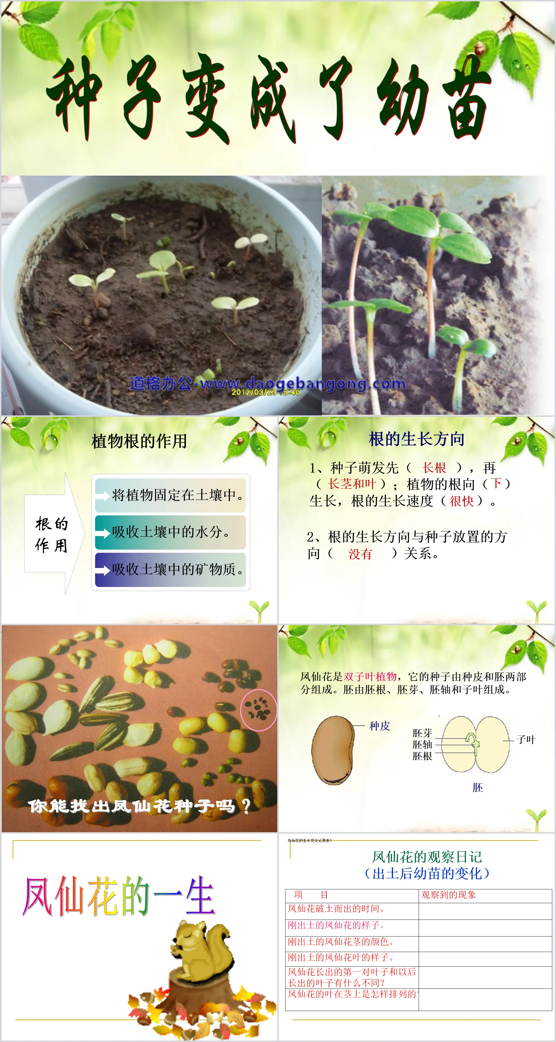 《种子变成了幼苗》植物的生长变化PPT课件