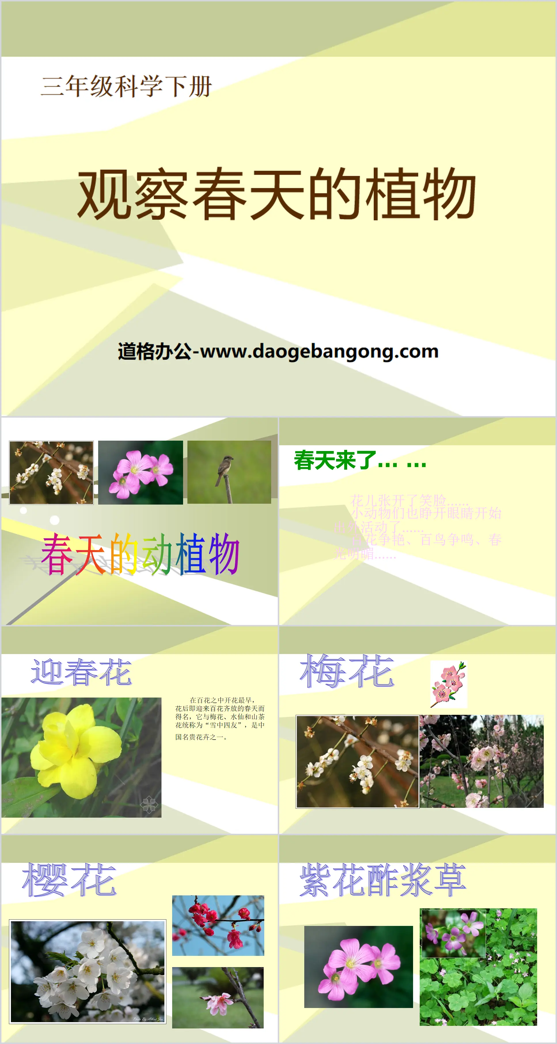 "Observing Plants in Spring" Weather and Plants PPT Courseware