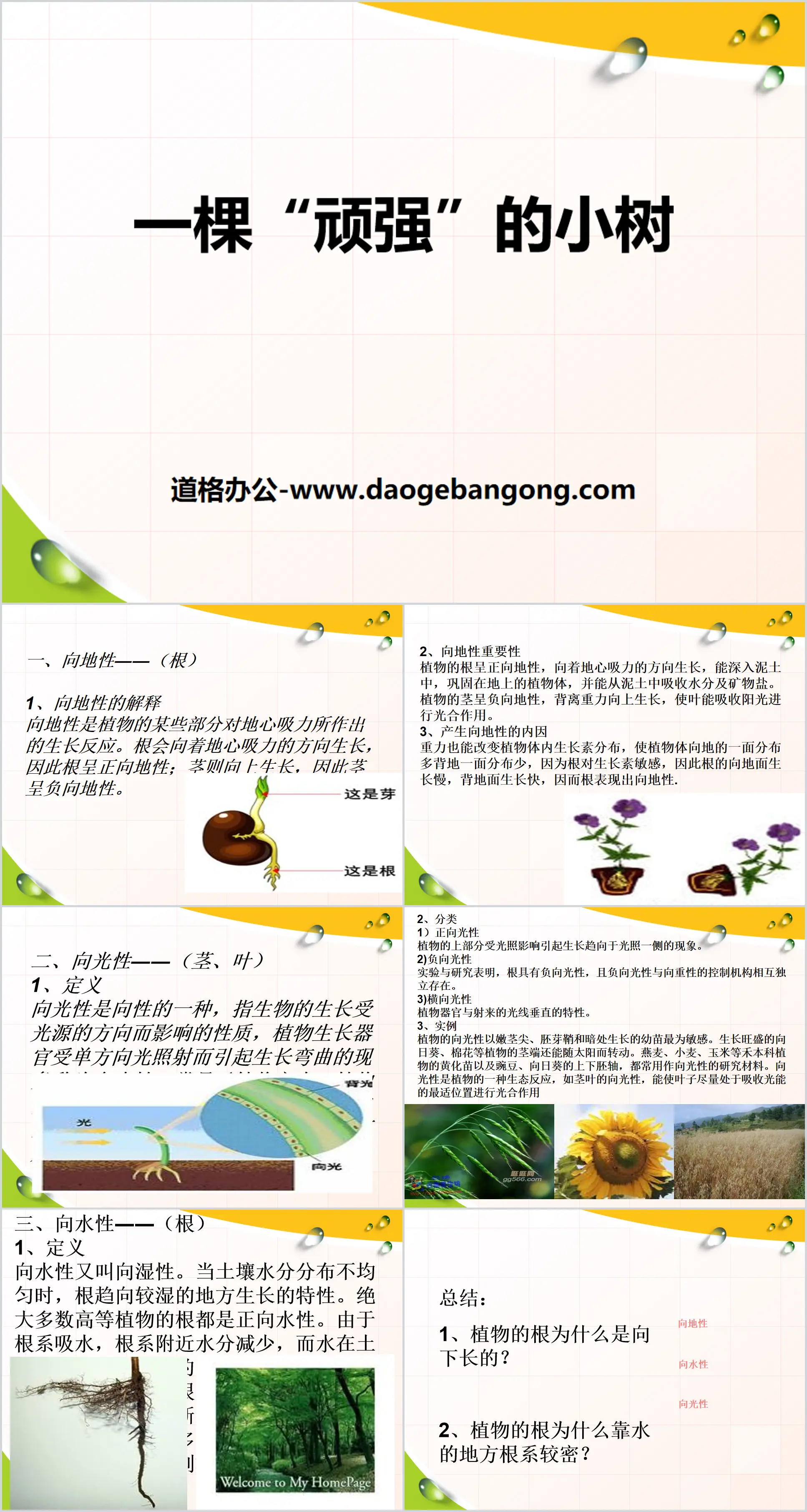 《一棵頑強的小樹》PPT