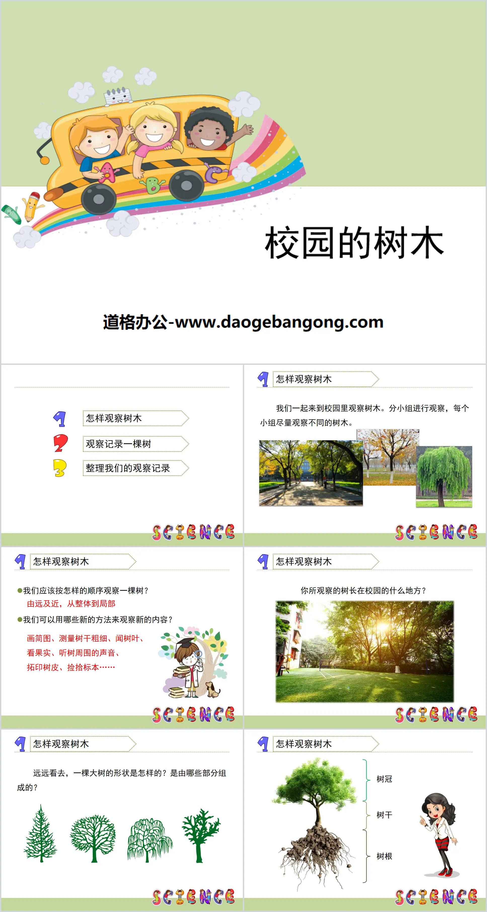 《校园的树木》植物PPT
